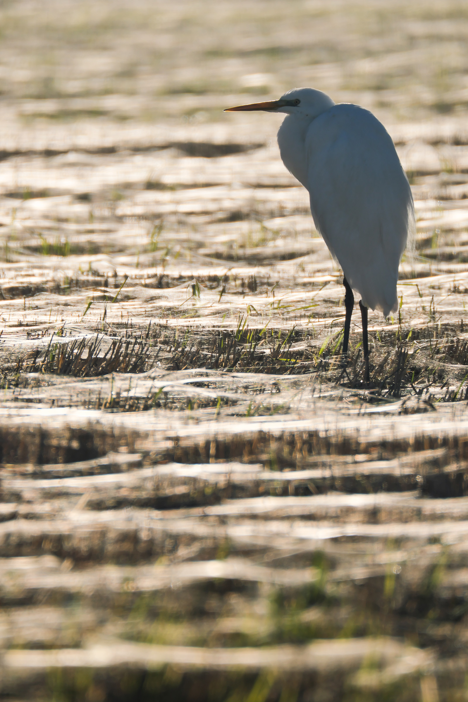 Inhabitants of rice fields: Egretta egret