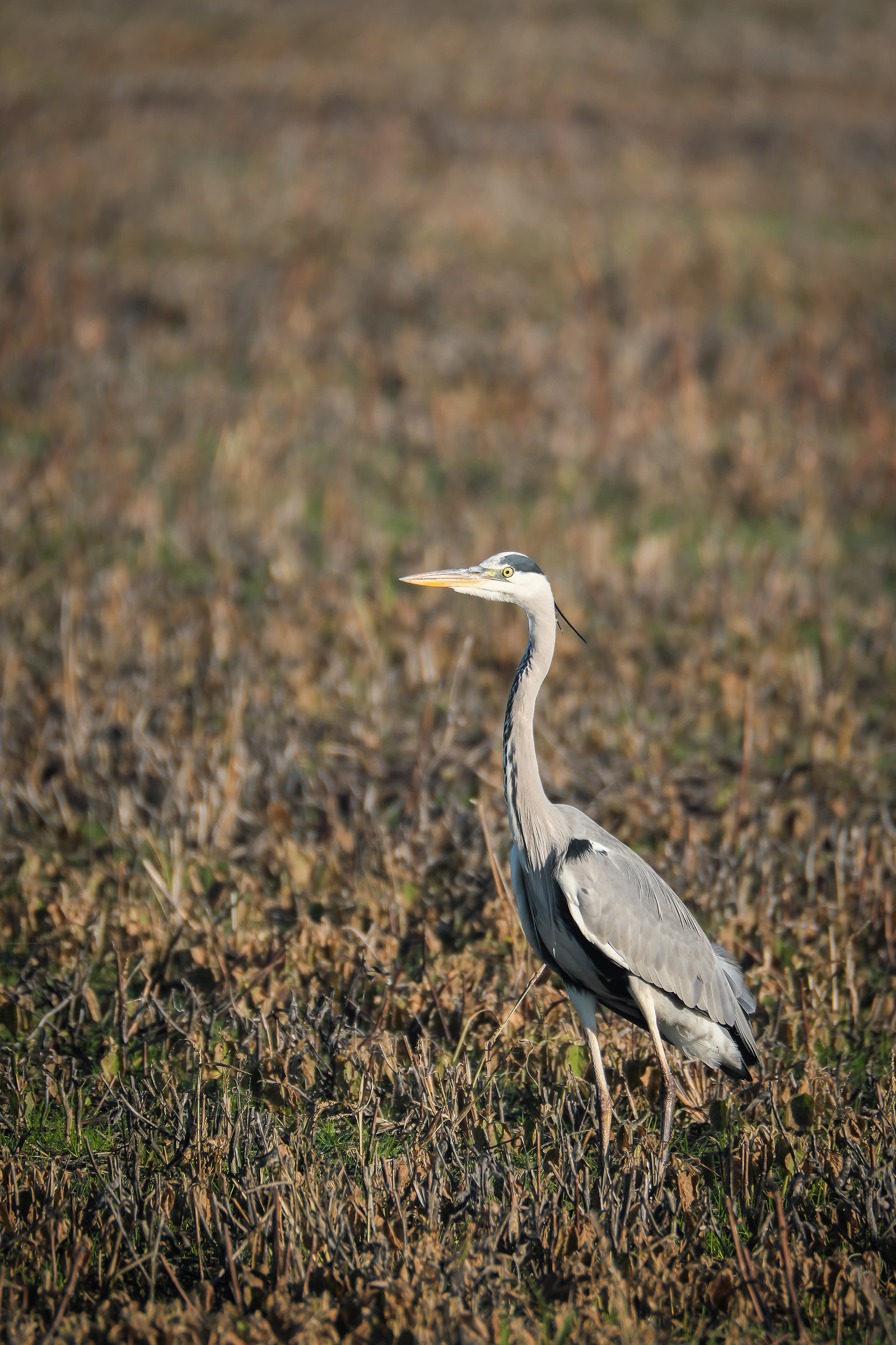 Inhabitants of rice fields: Grey Heron