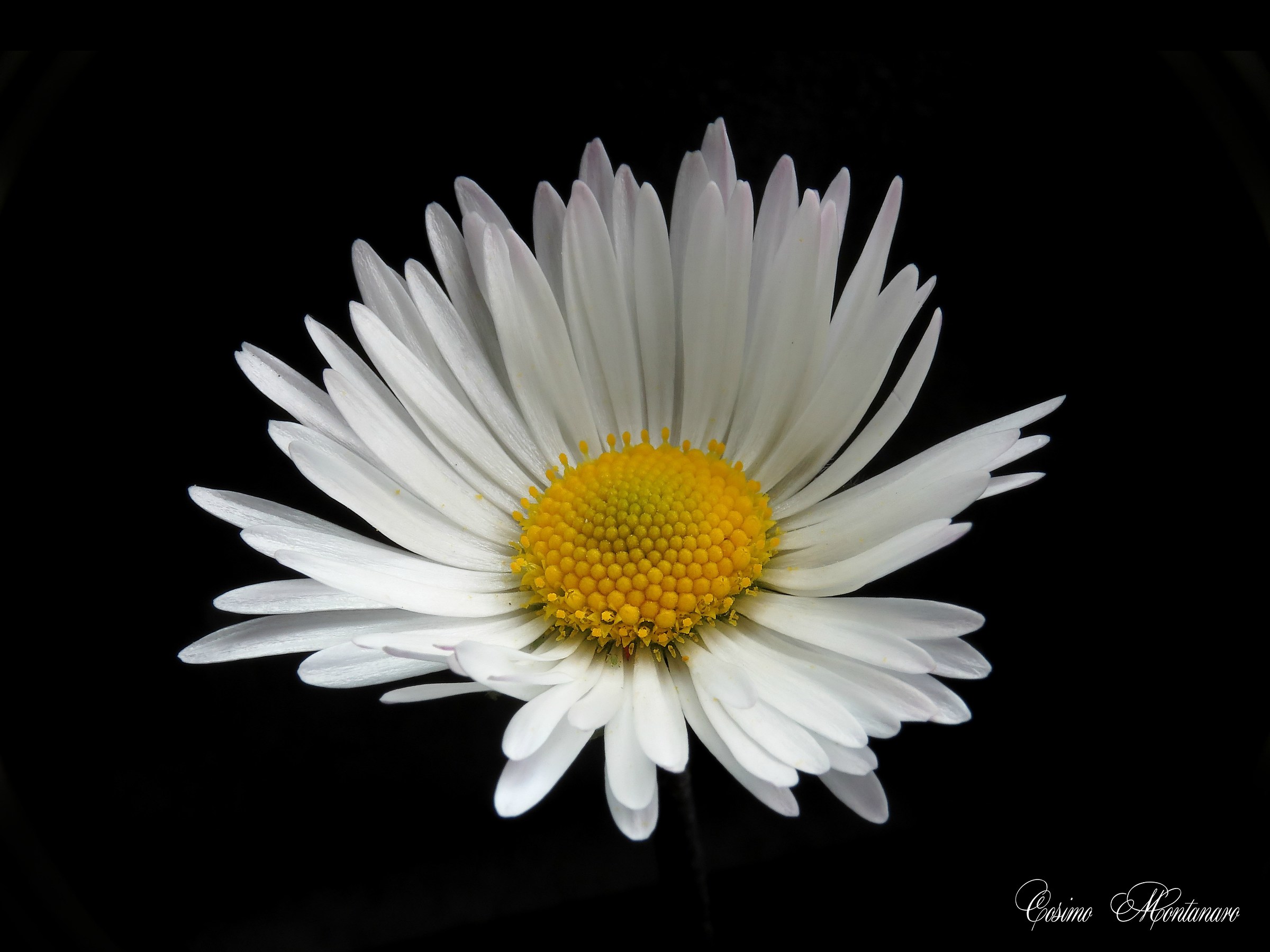 Bellis perennis L