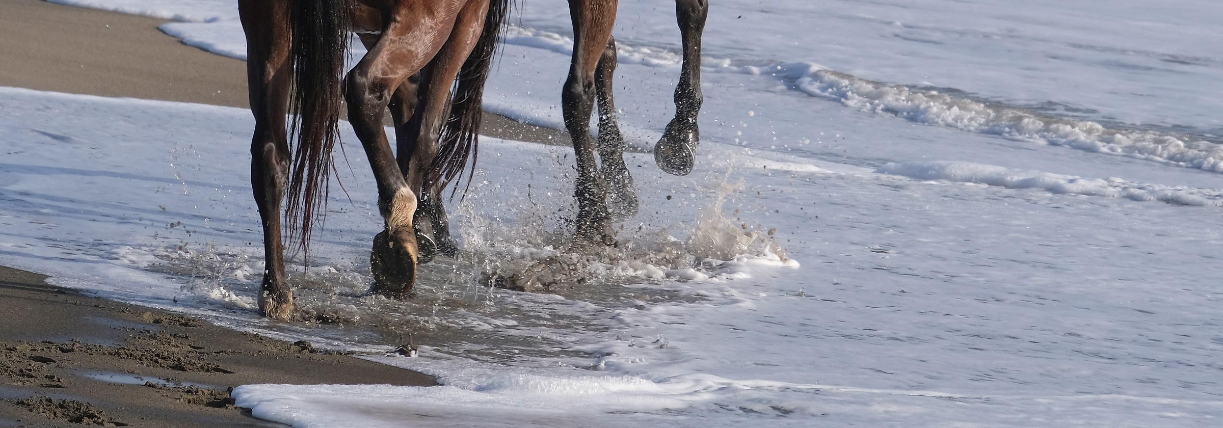Hoofs and Sea