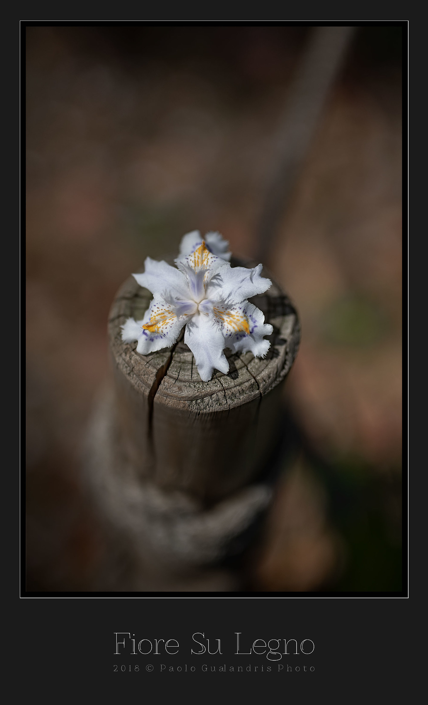 Flower on wood...