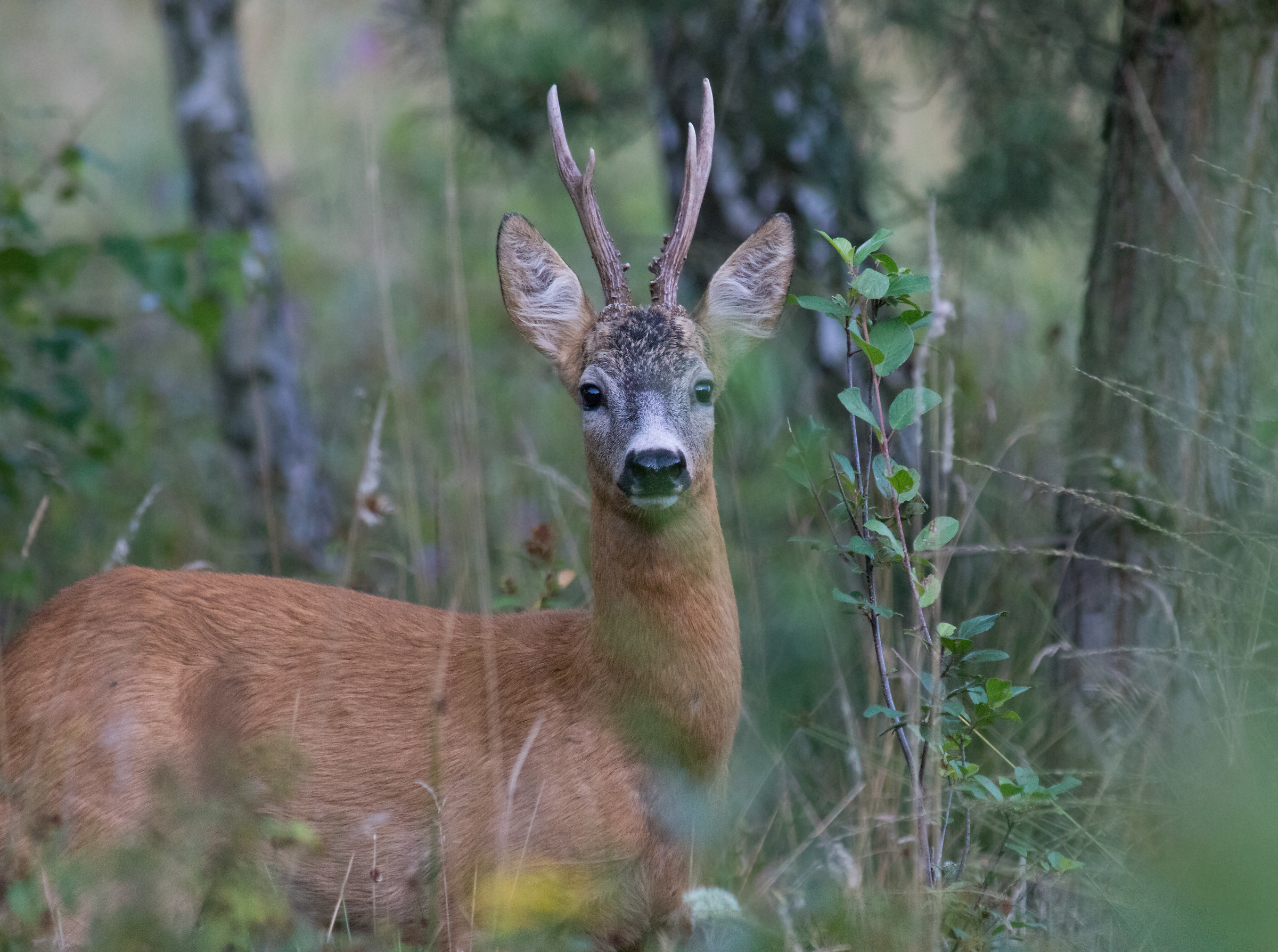 Capriolo (Capreolus capreolus)