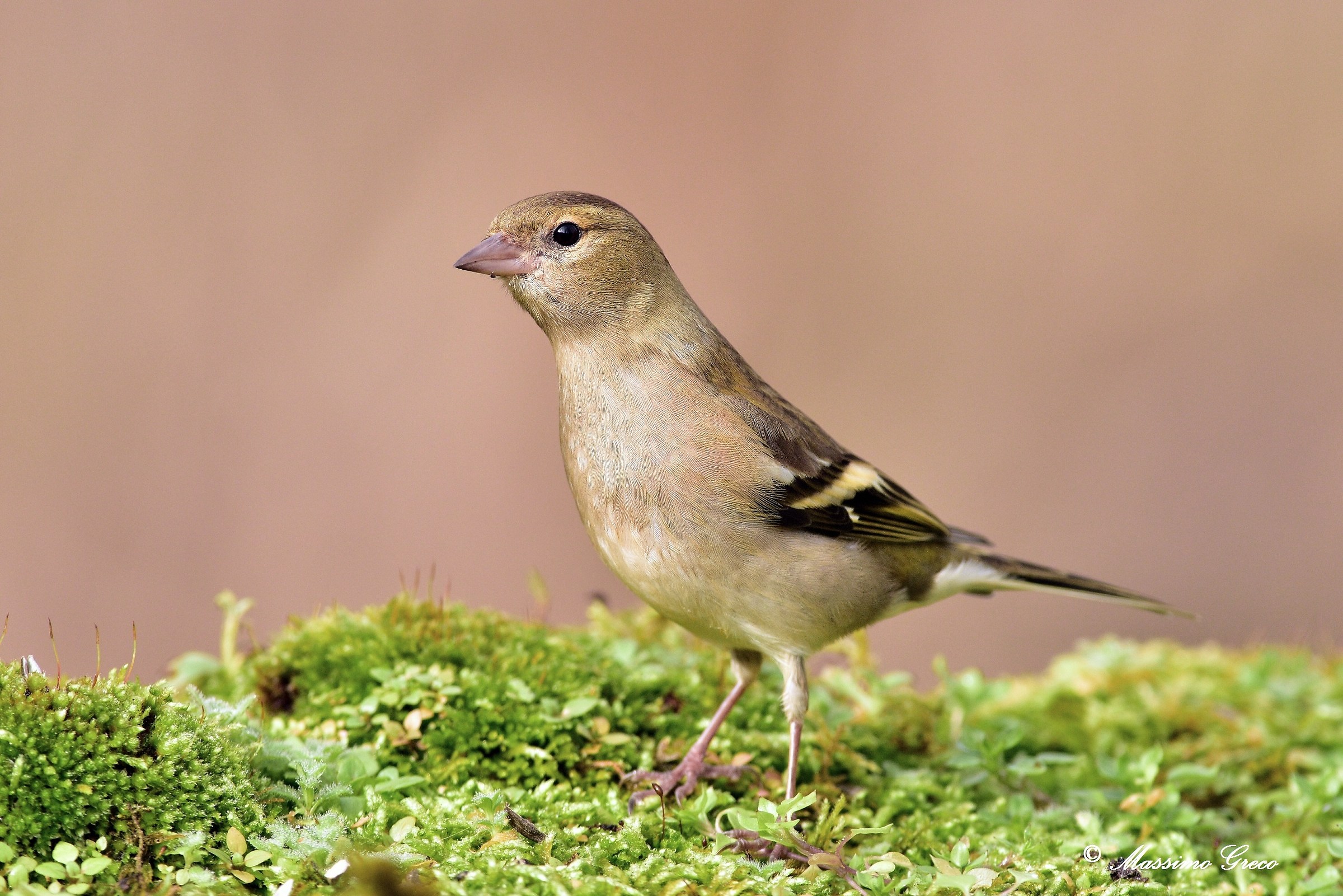 Fringuello (Fringilla coelebs)