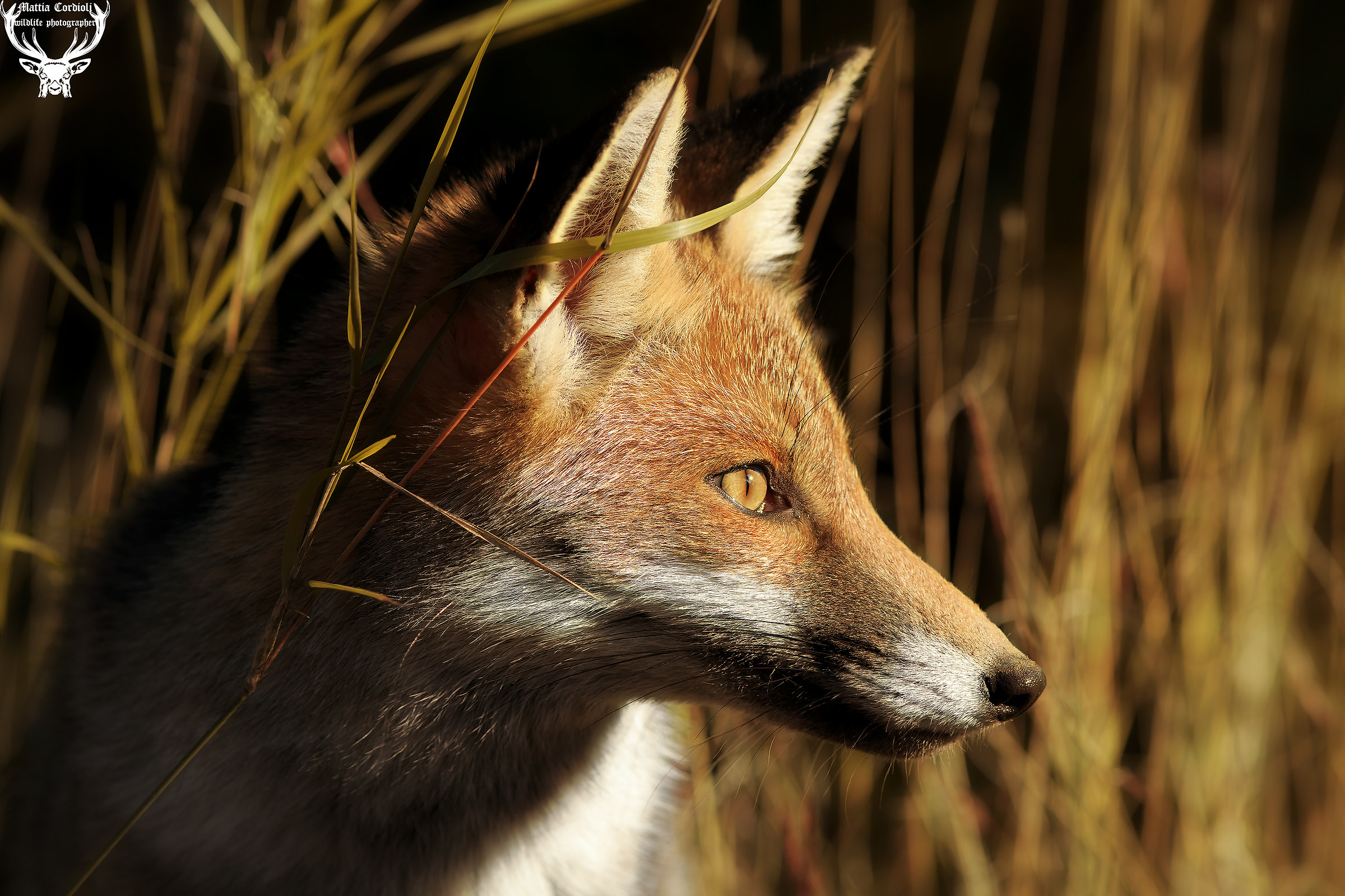 Fox in the Reeds