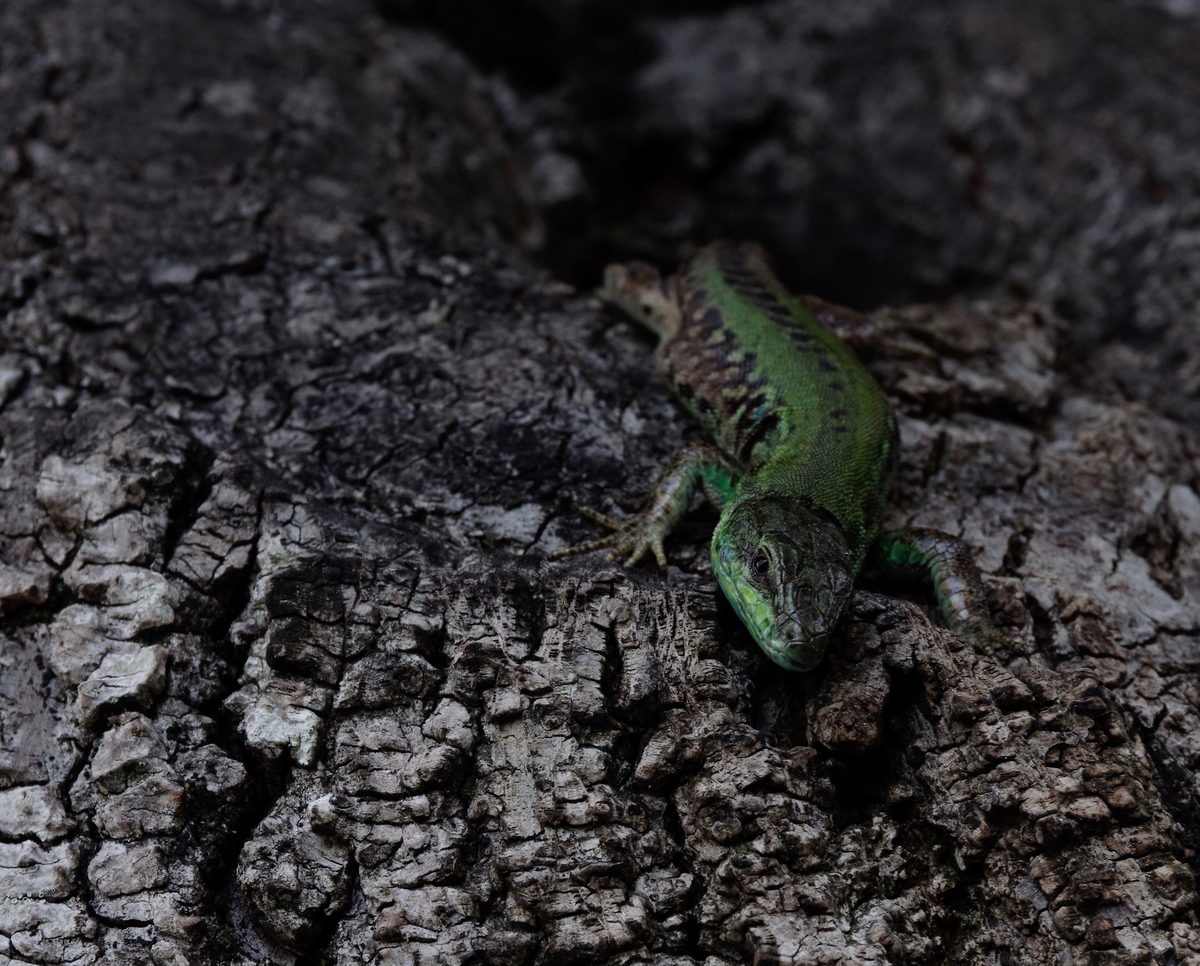 Lucertola giurassica