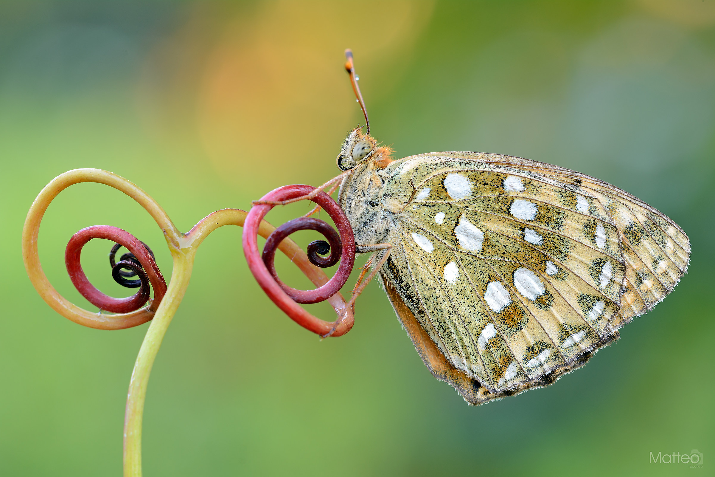 Argynnis