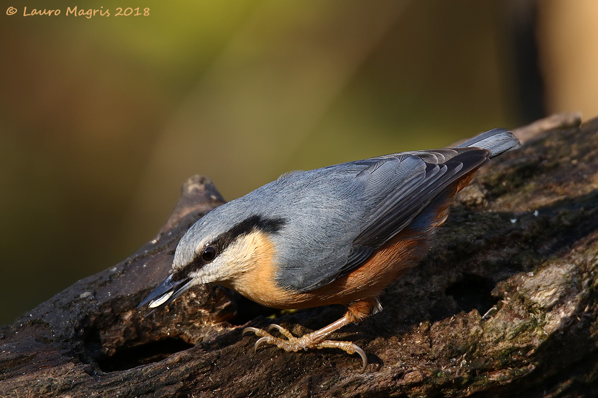 Cacciatore di pepite