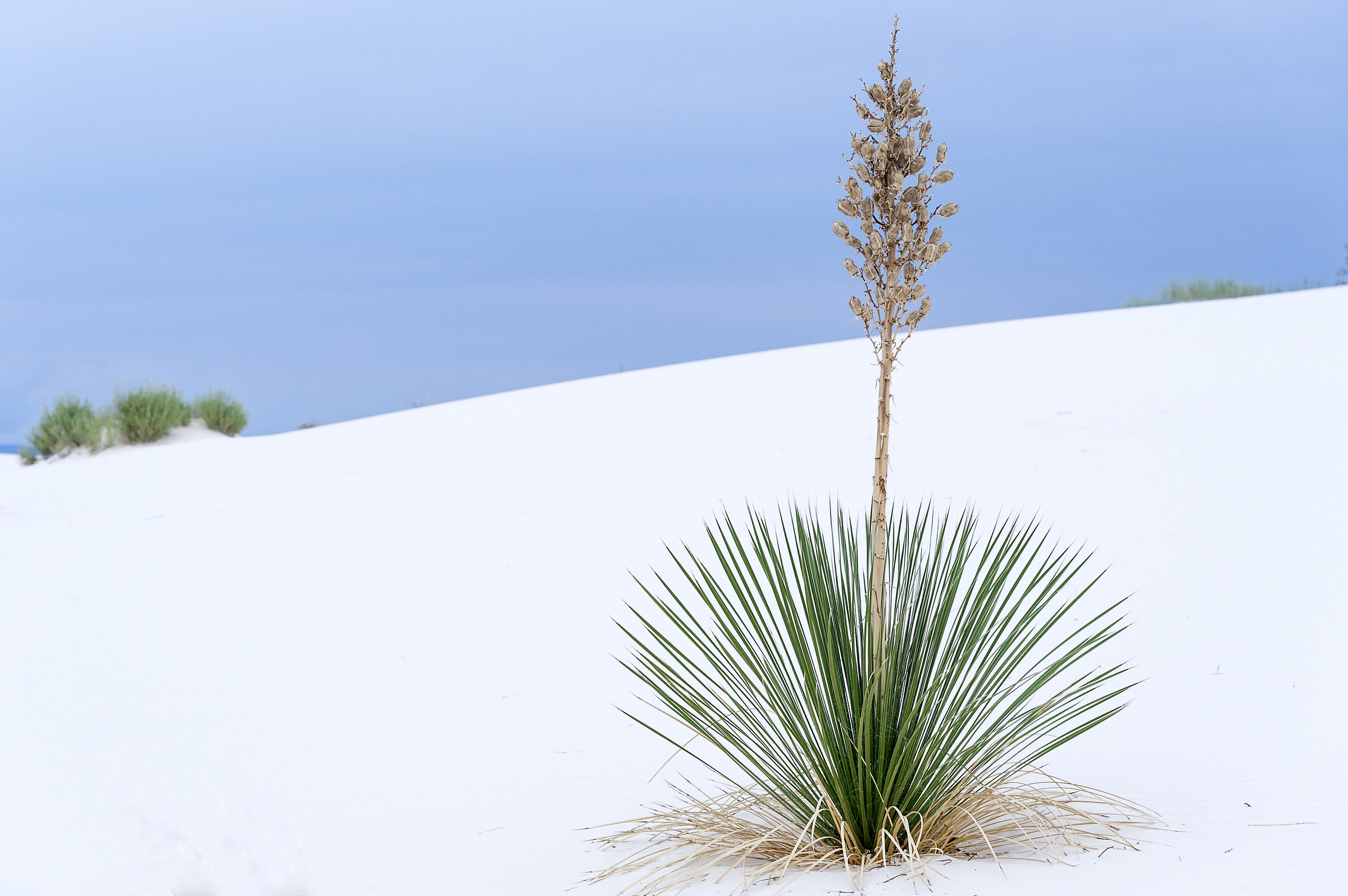 Bianco come...il deserto