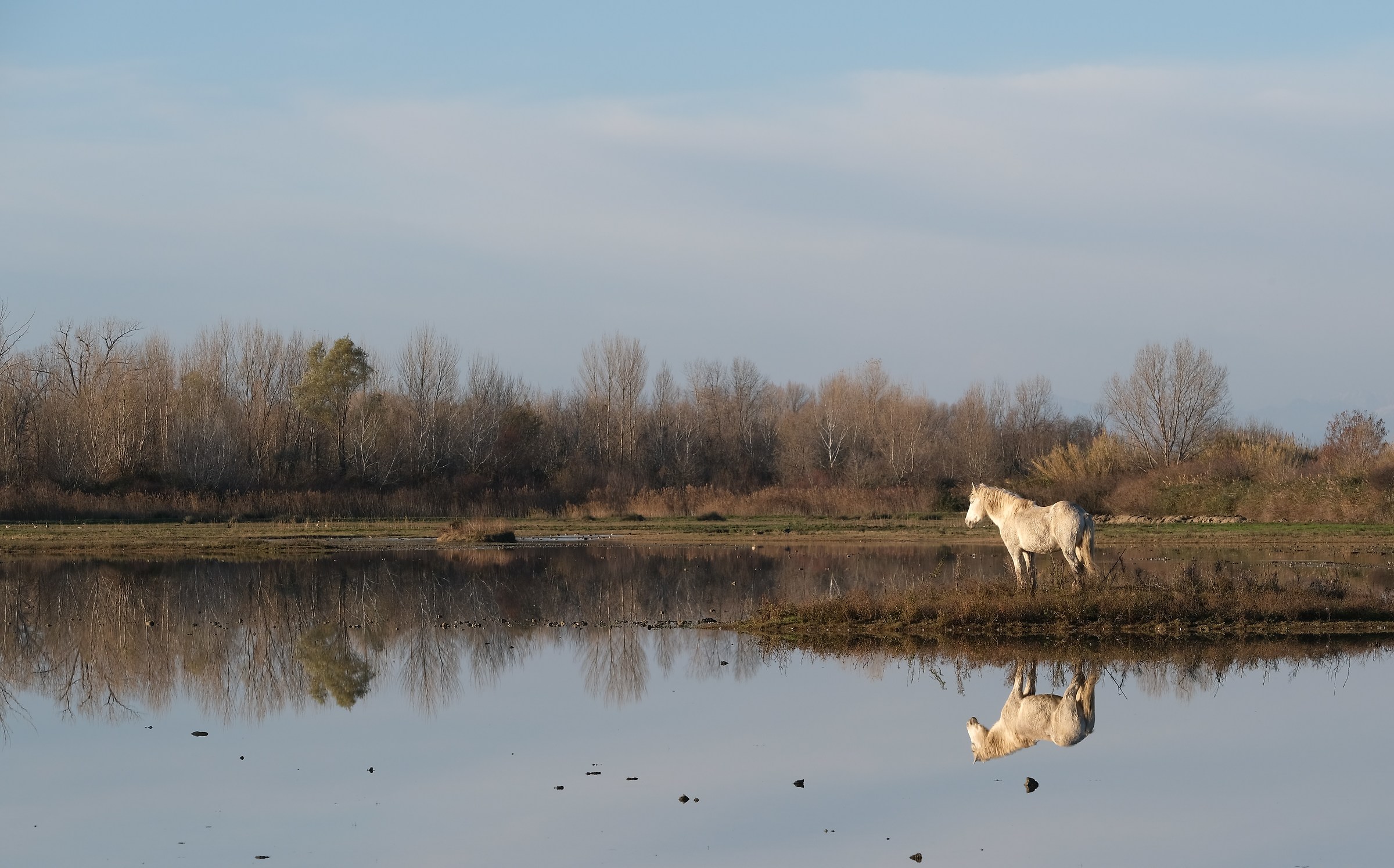 Camargue Horse