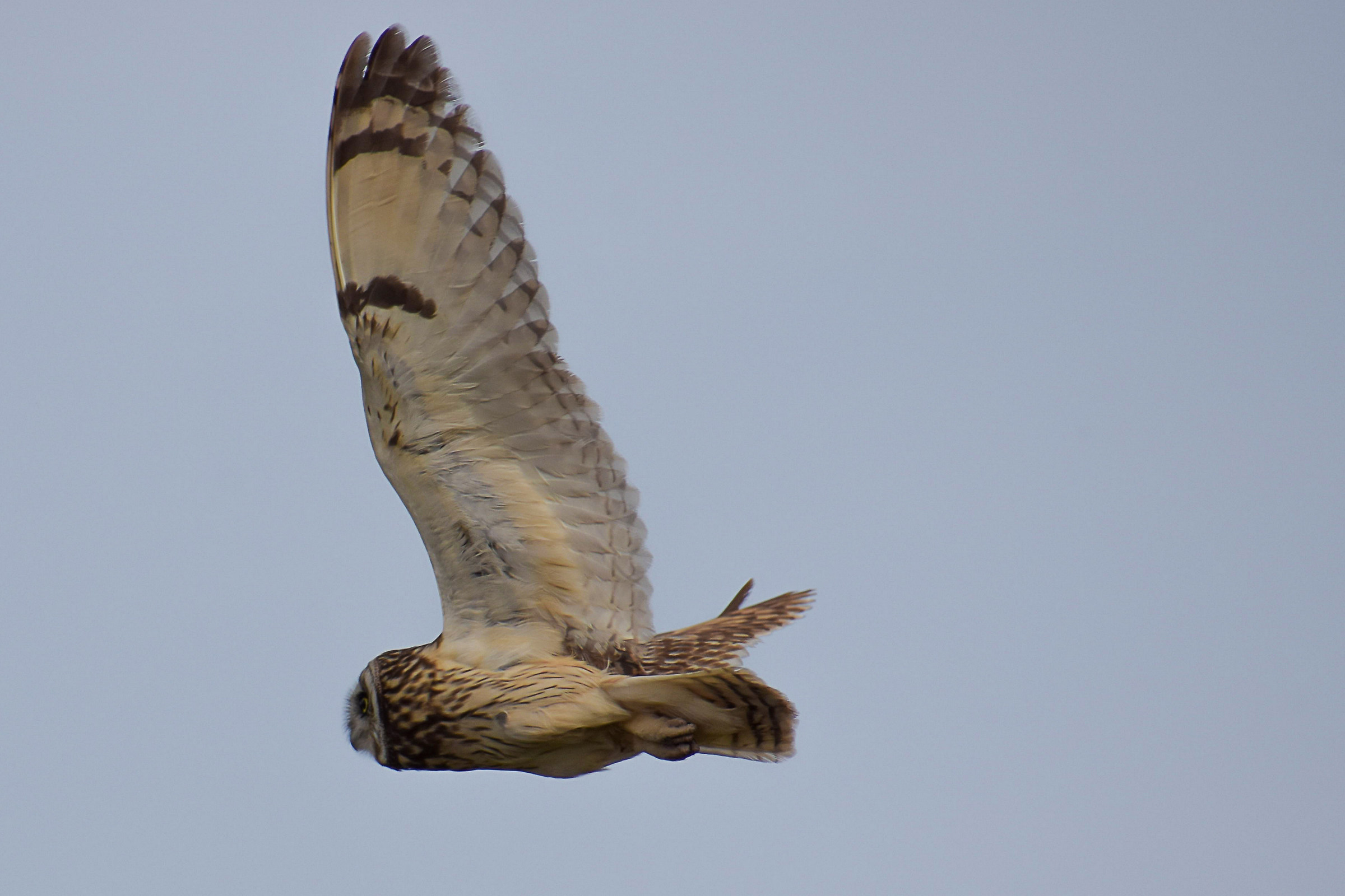 Marsh Owl (Asio flammeus)