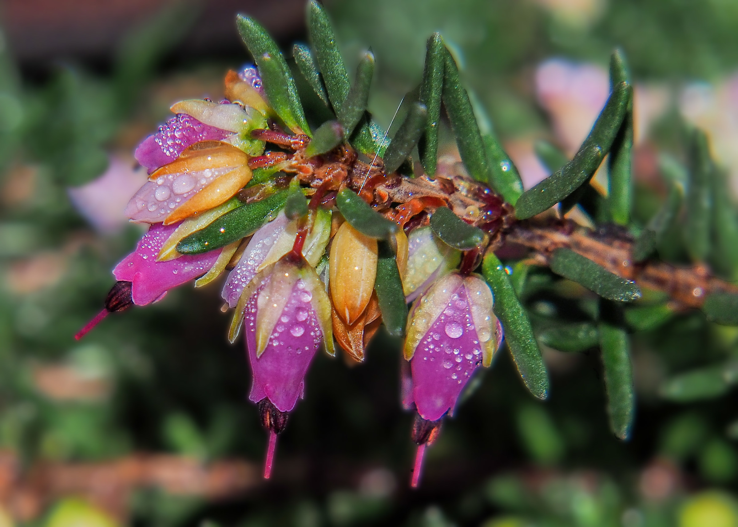 Eric Meat Production