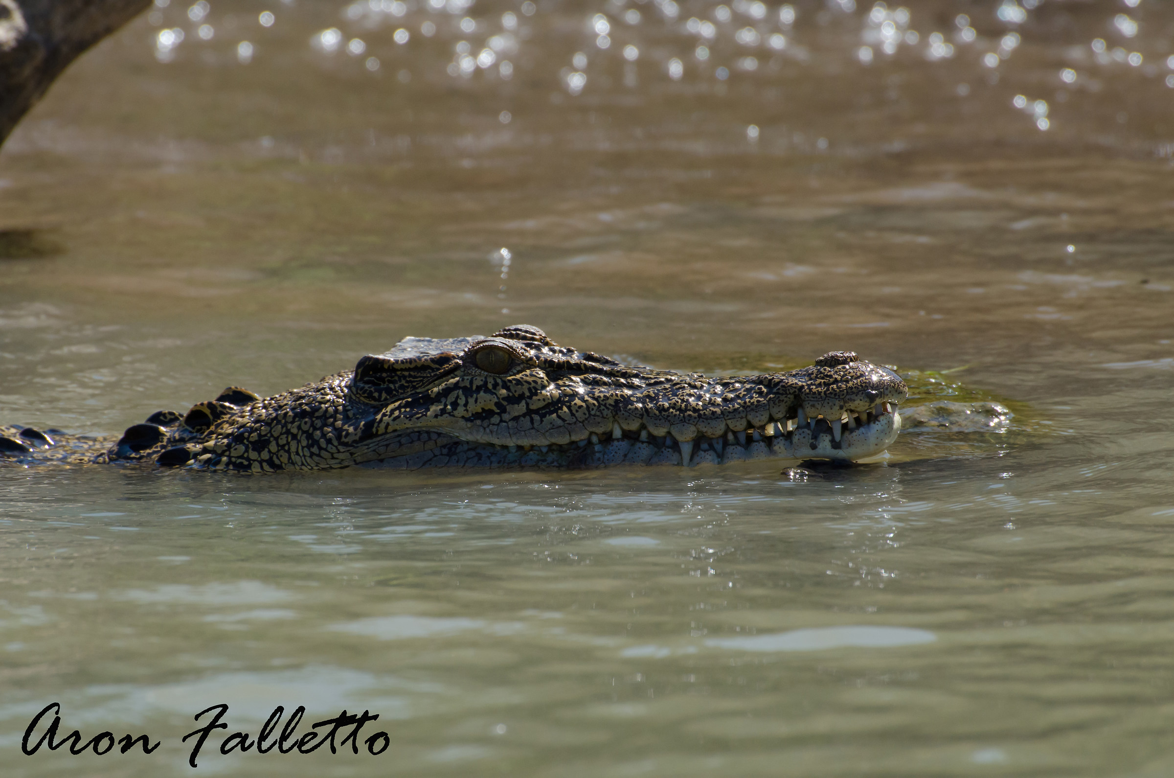 Saltwater Crocodile (Crocodylus porosus)