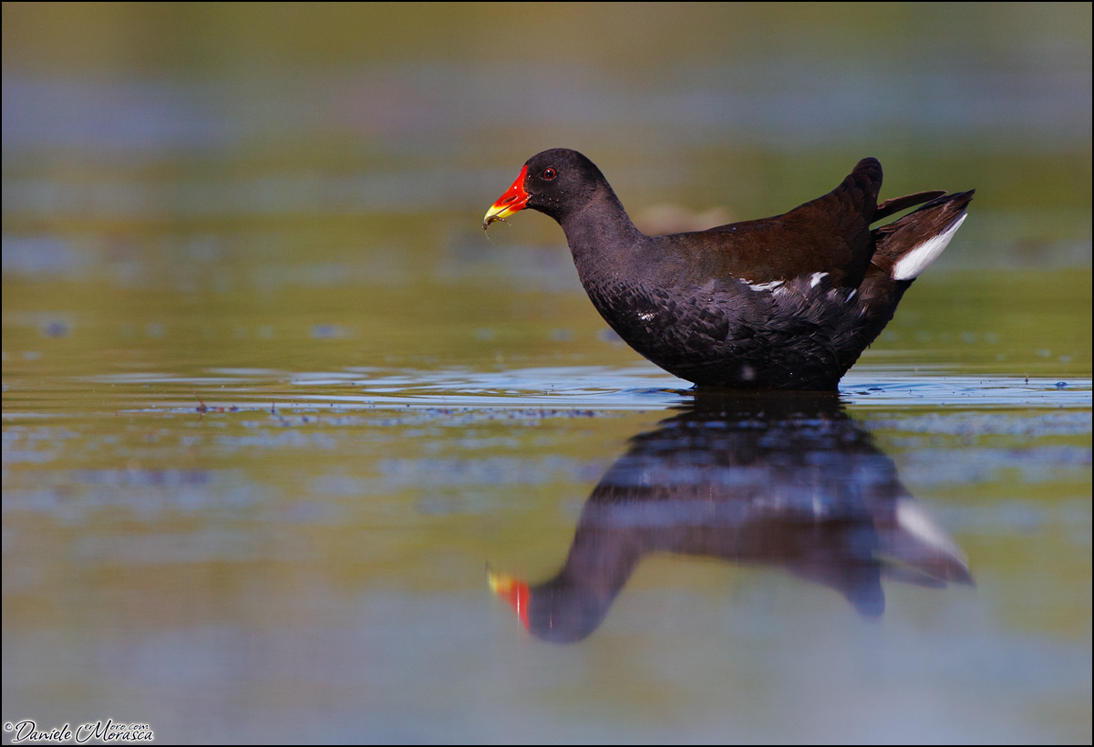 Gallinella d'acqua (Gallinula chloropus)