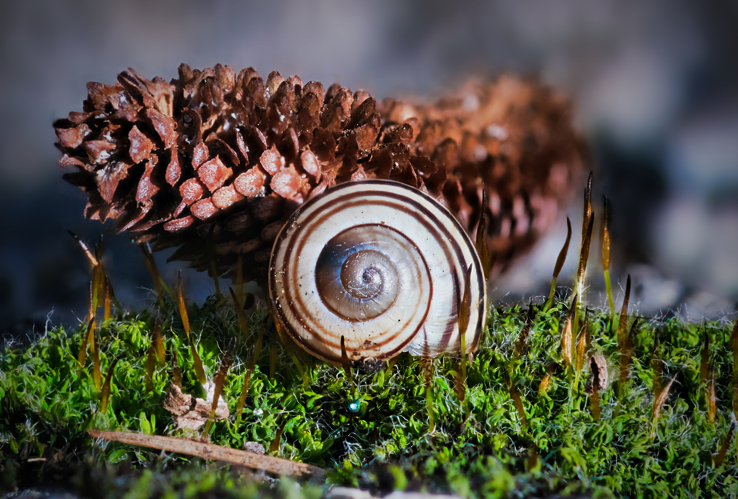 14 Images-focus stacking no sled