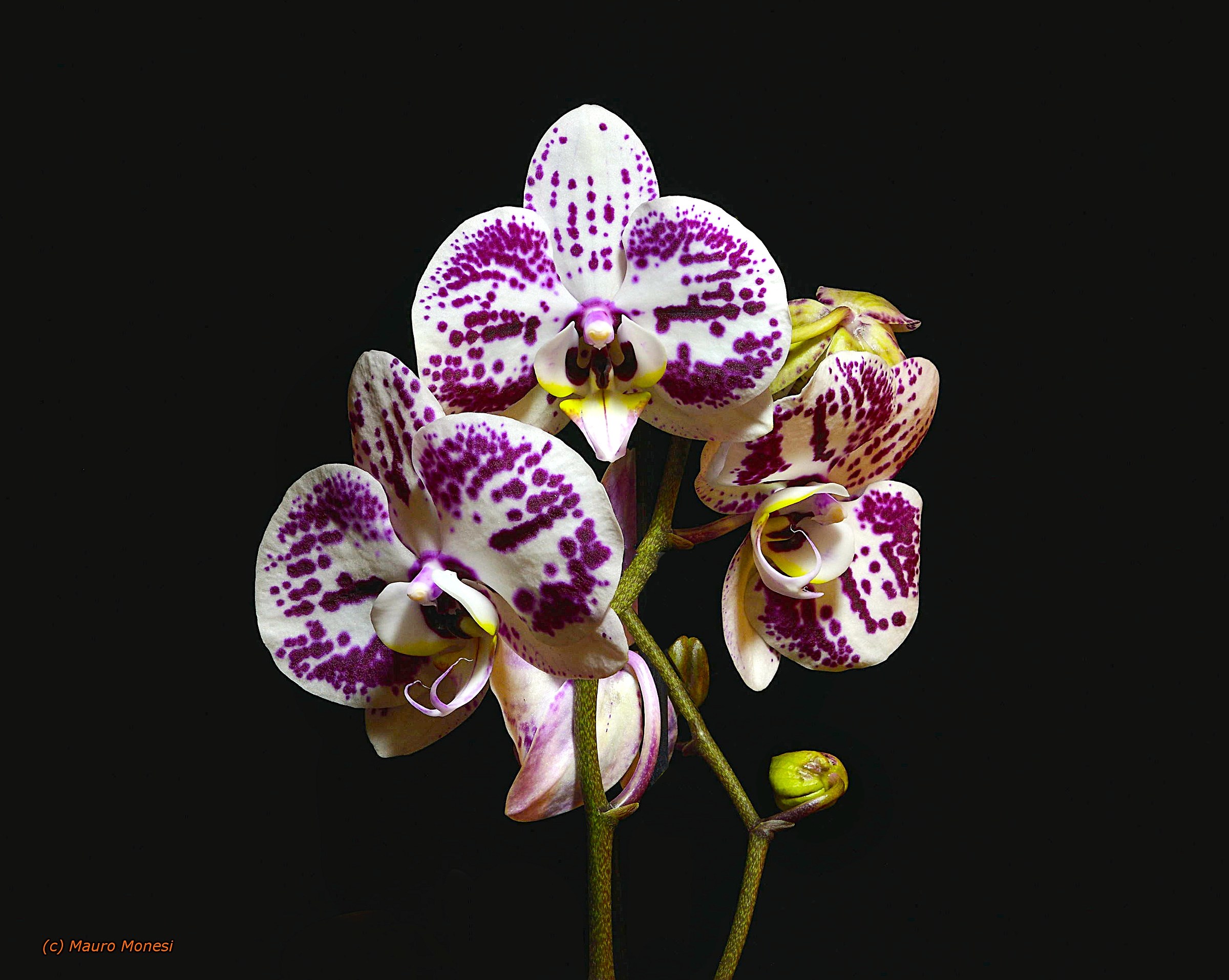 Phalenopsis