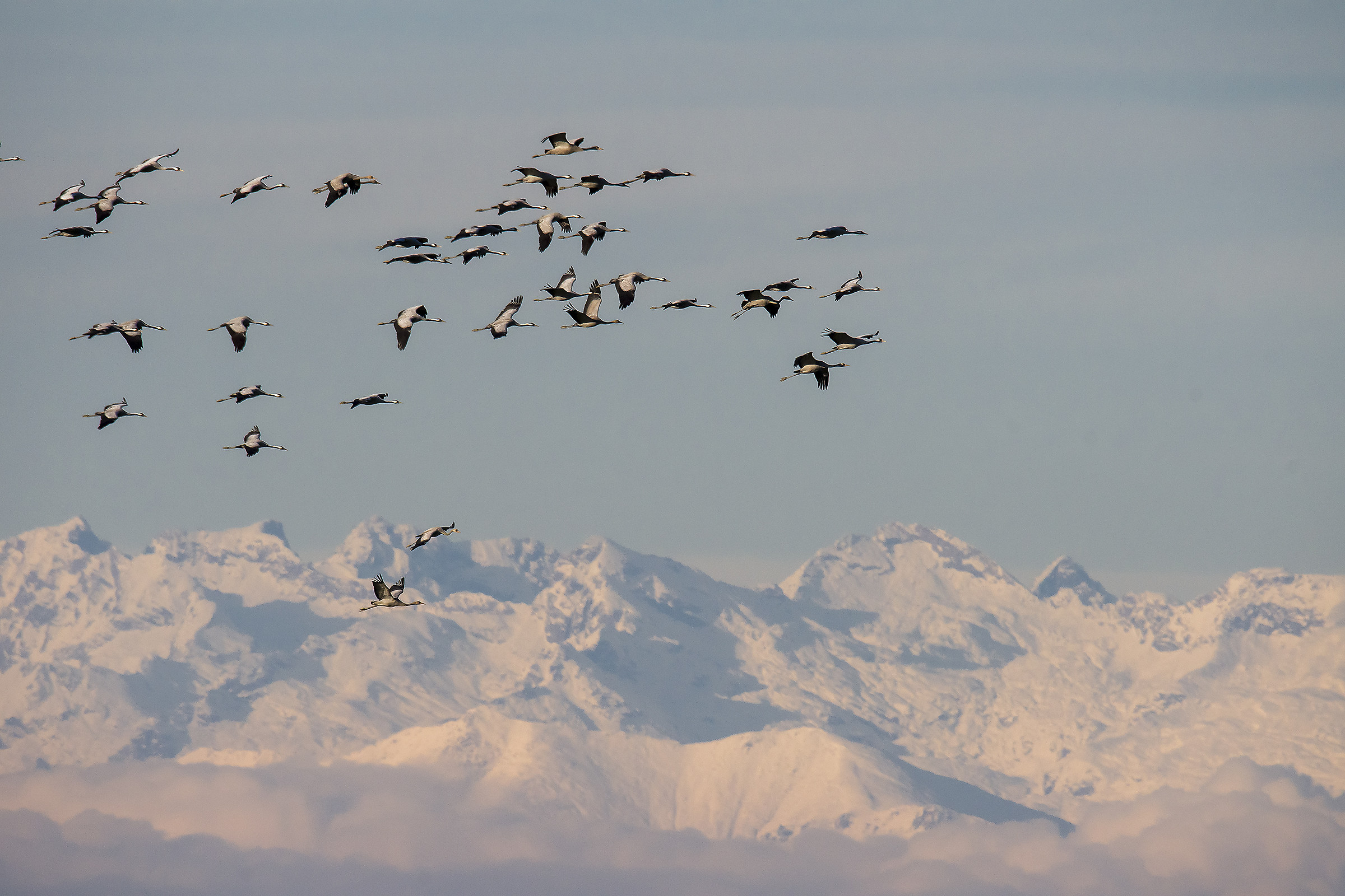 Gru in migrazione . . . eleganti veleggiatori