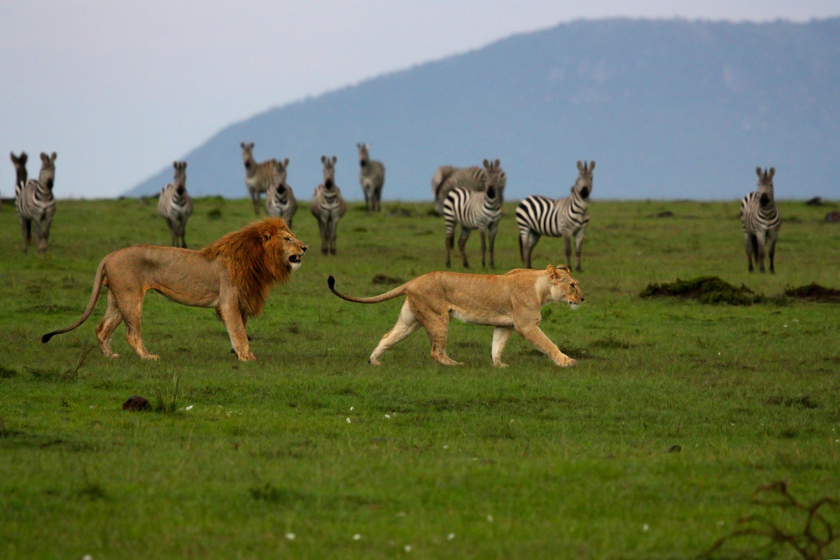 Leoni al Masai Mara