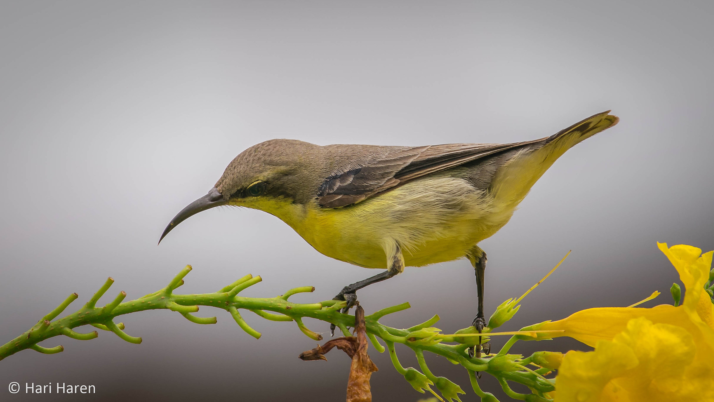 Purple rumped sunbird