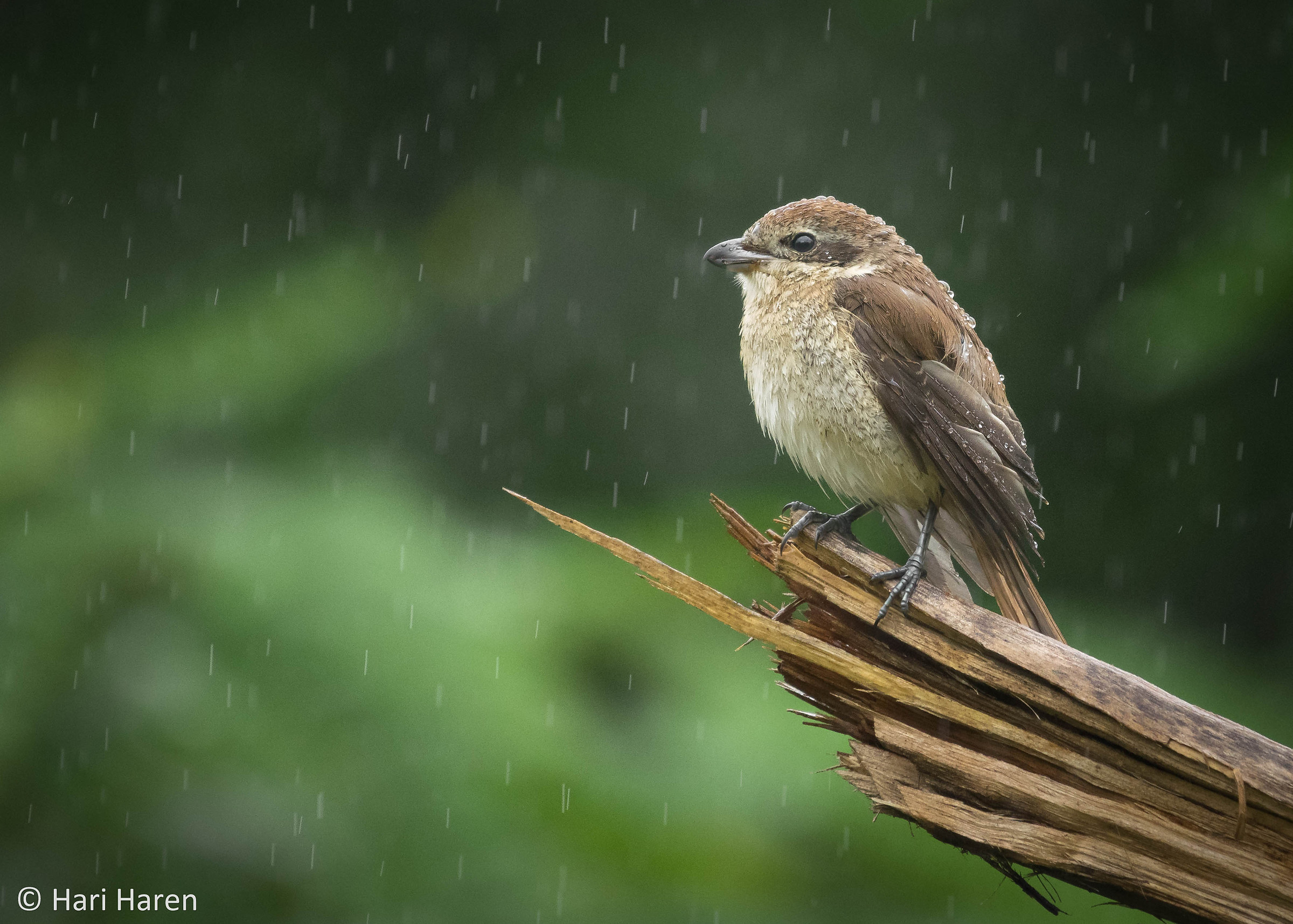 Brown shrike juvenile