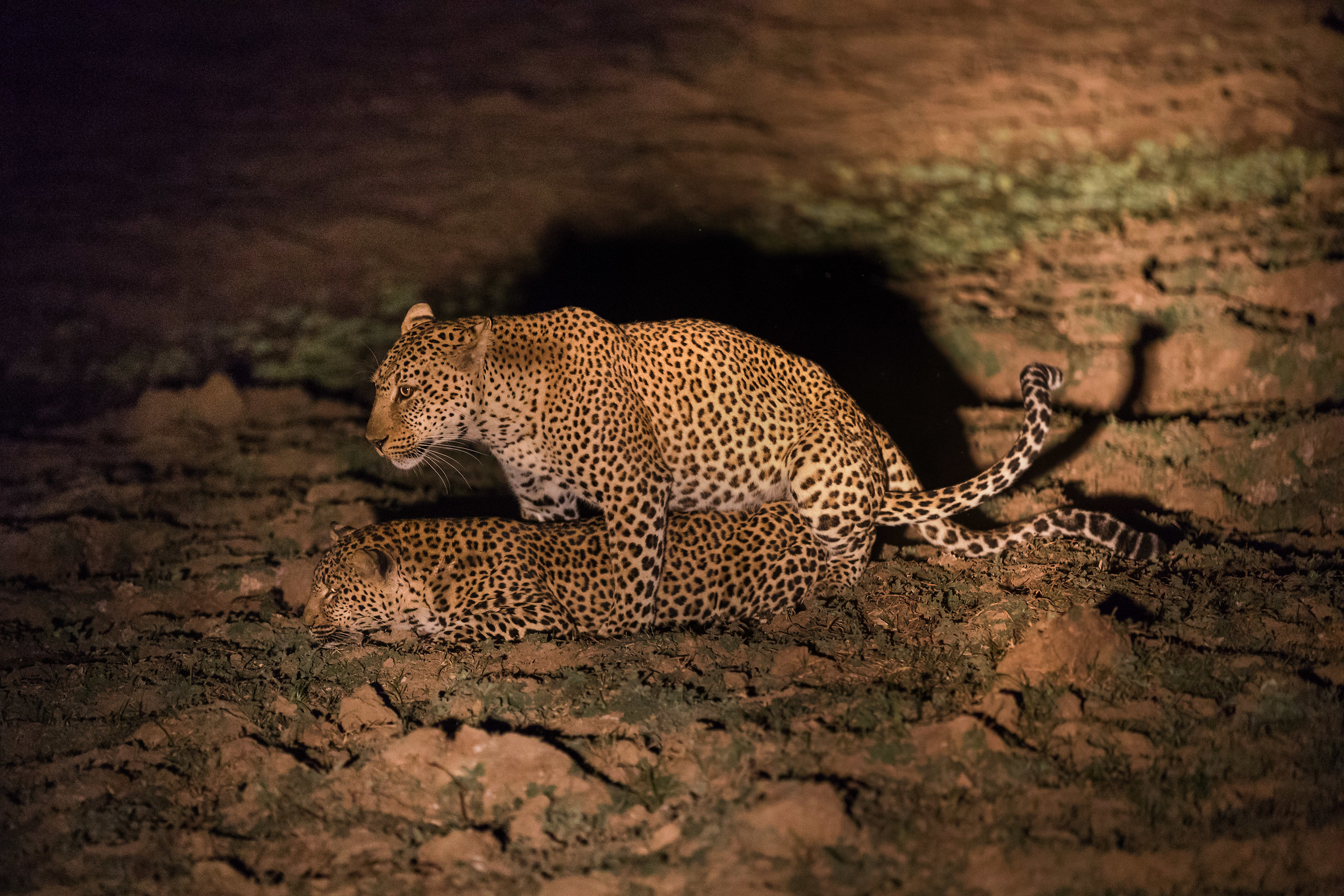 L'accoppiamento del leopardo