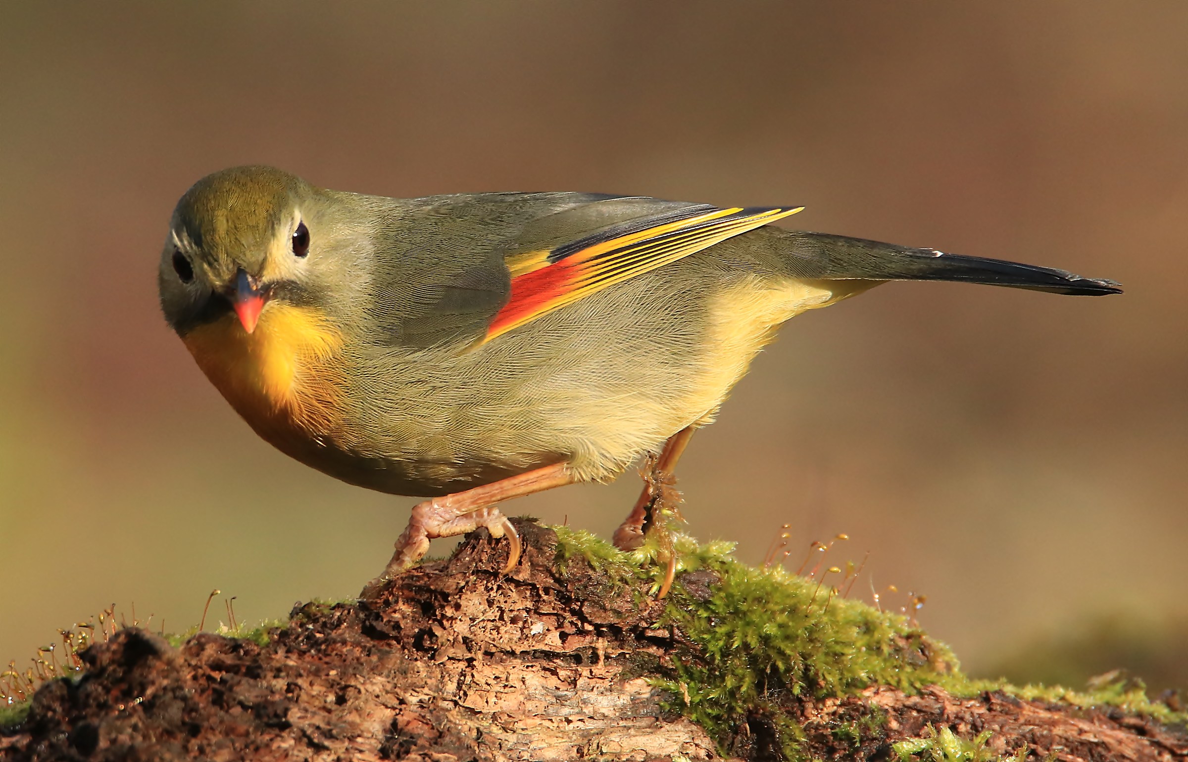 Nightingale of Japan