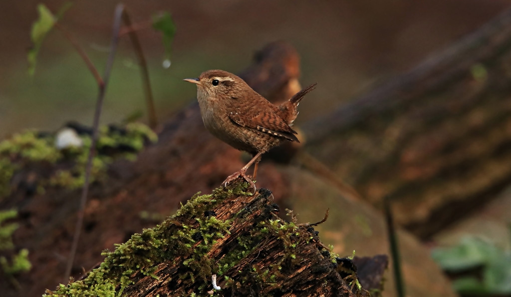 Wren