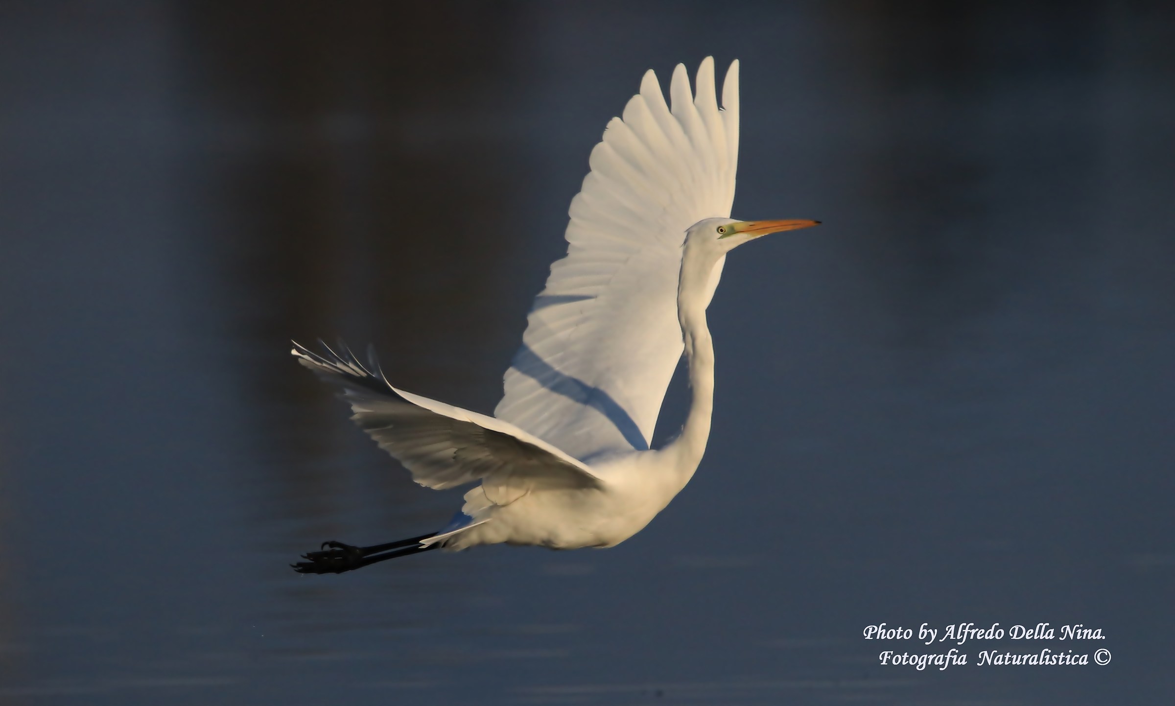 Greater White Heron