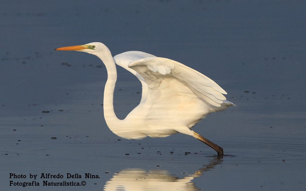 Greater White Heron