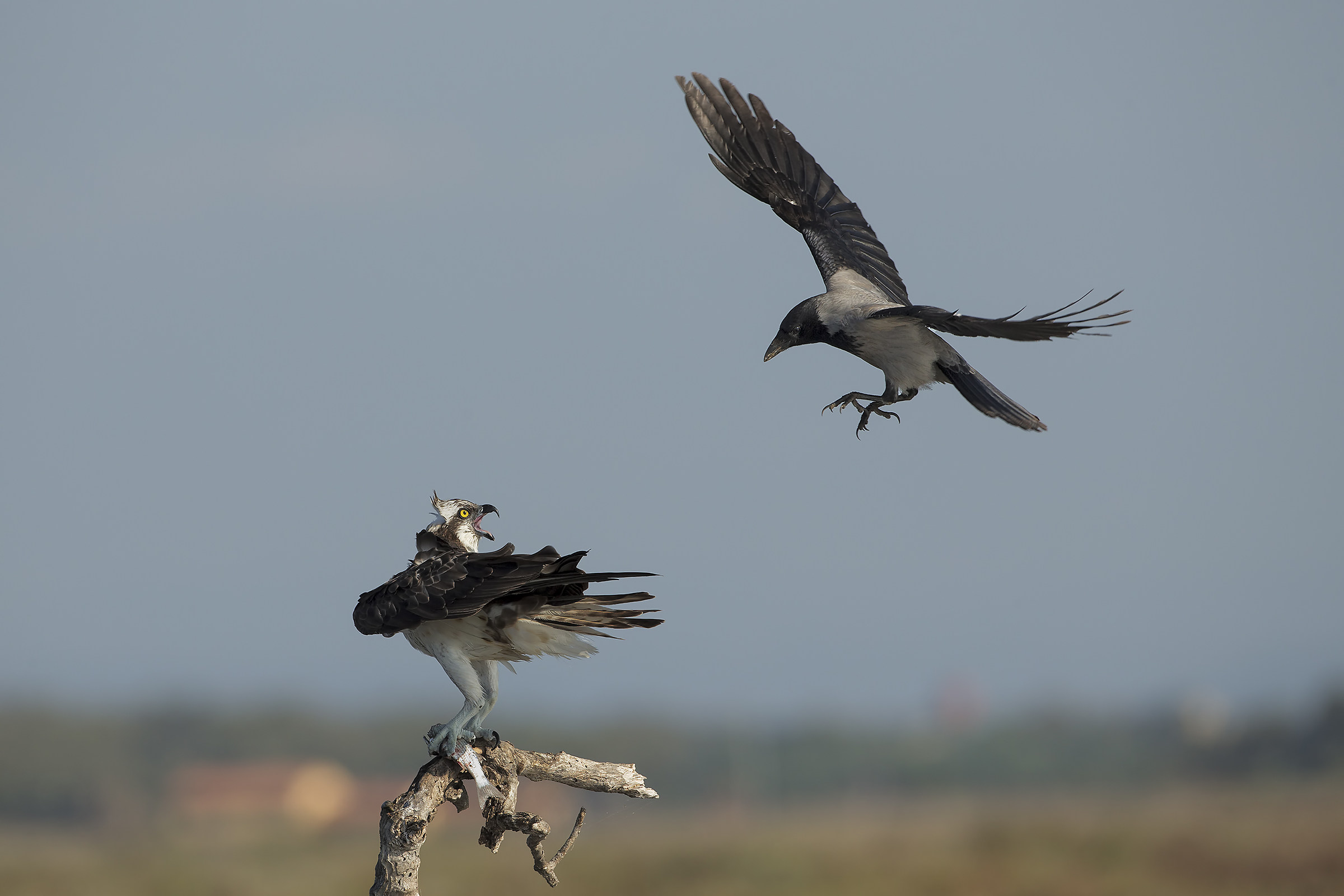 Pescatore e cornacchia