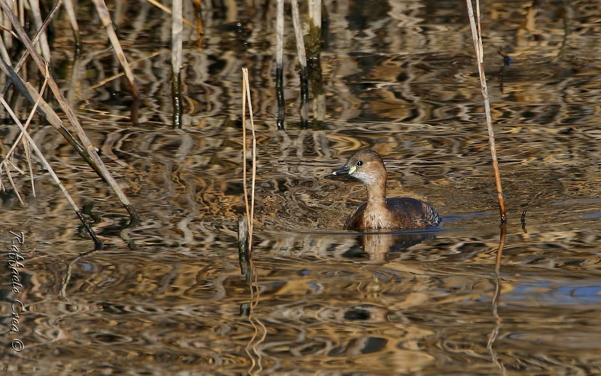 Tuffetto Psichedelico