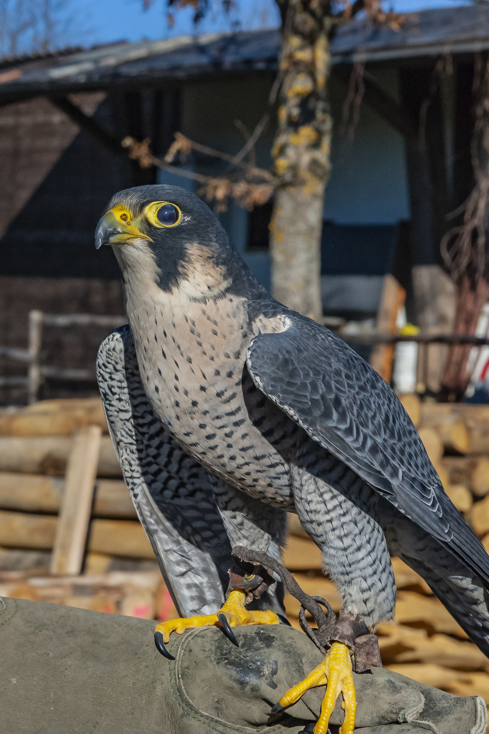 Peregrine falcon