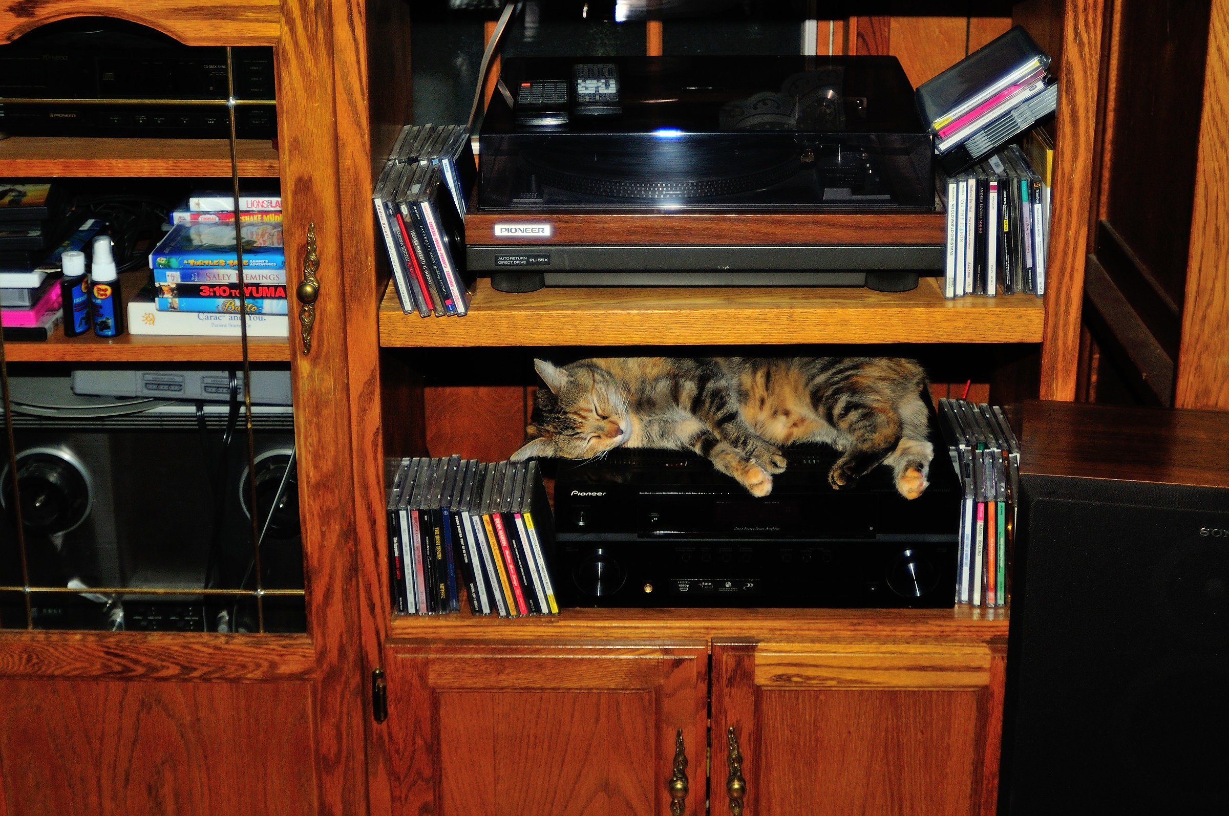 Gatto sul calore del ricevitore