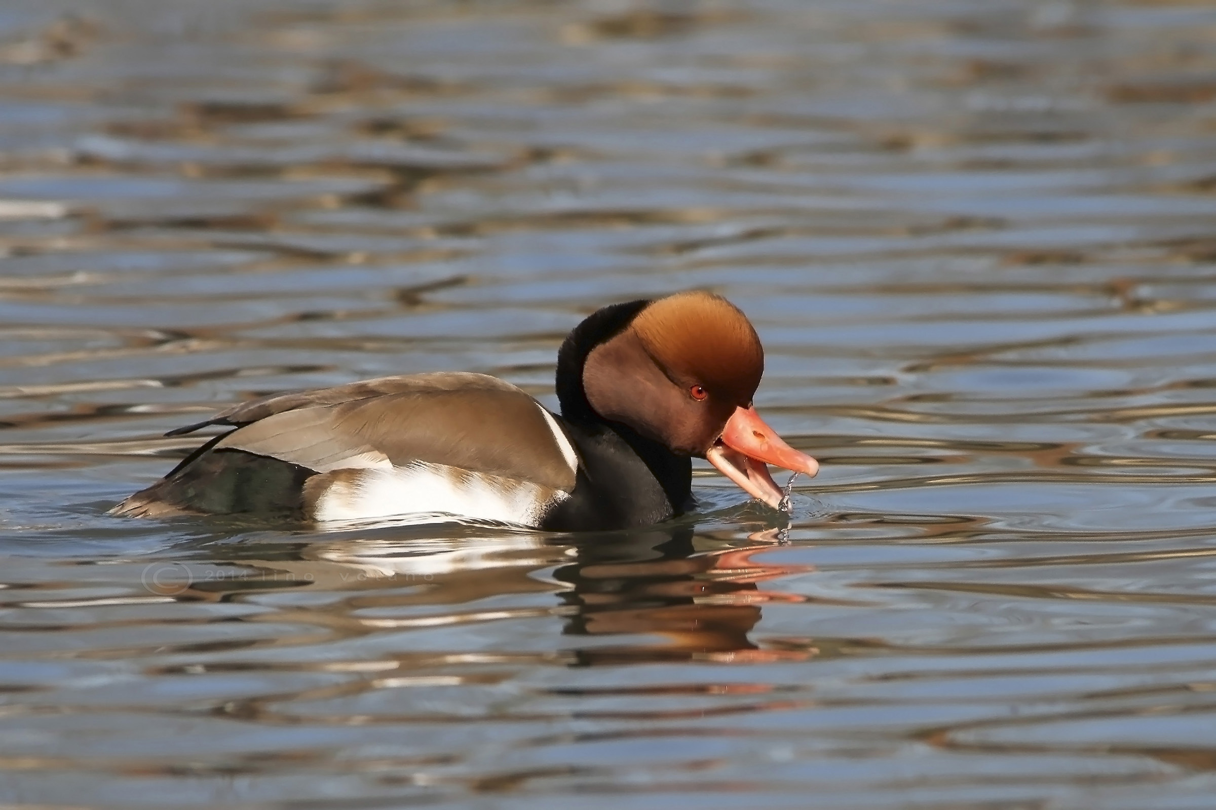 Fistione turco (Netta Rufina)
