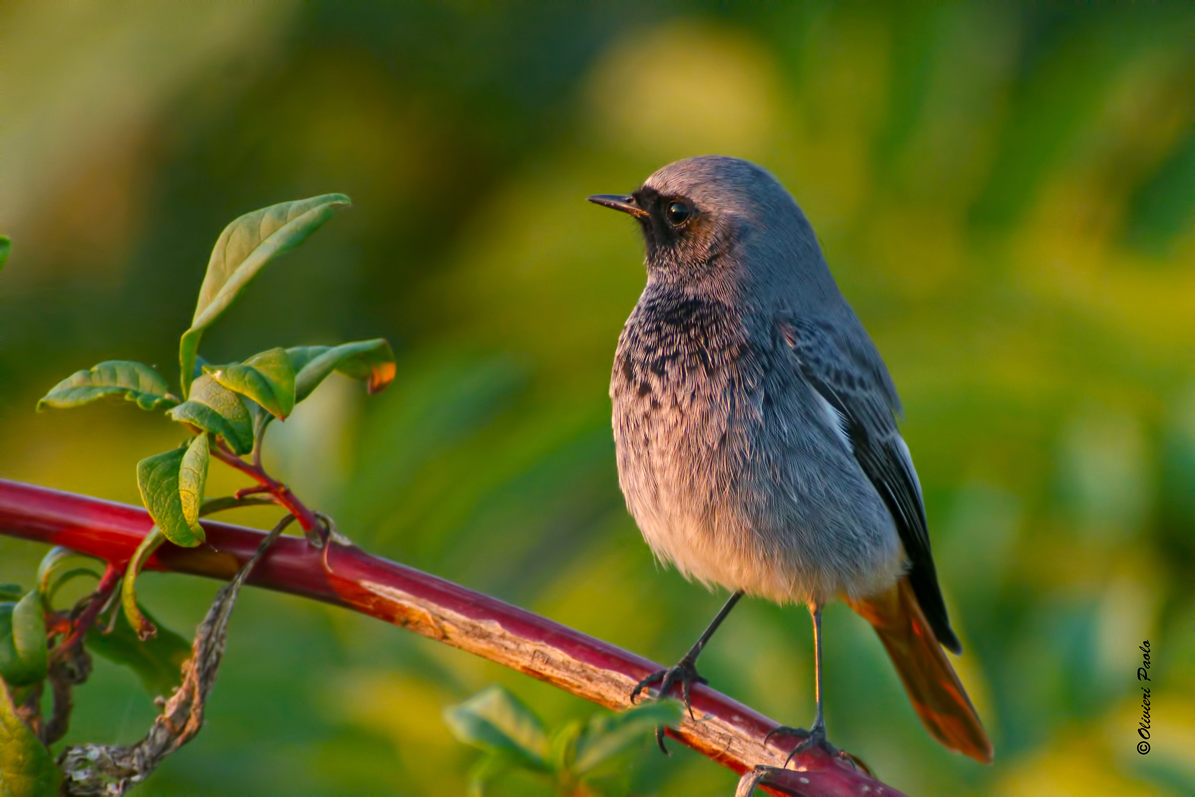 codirosso spazzacamino