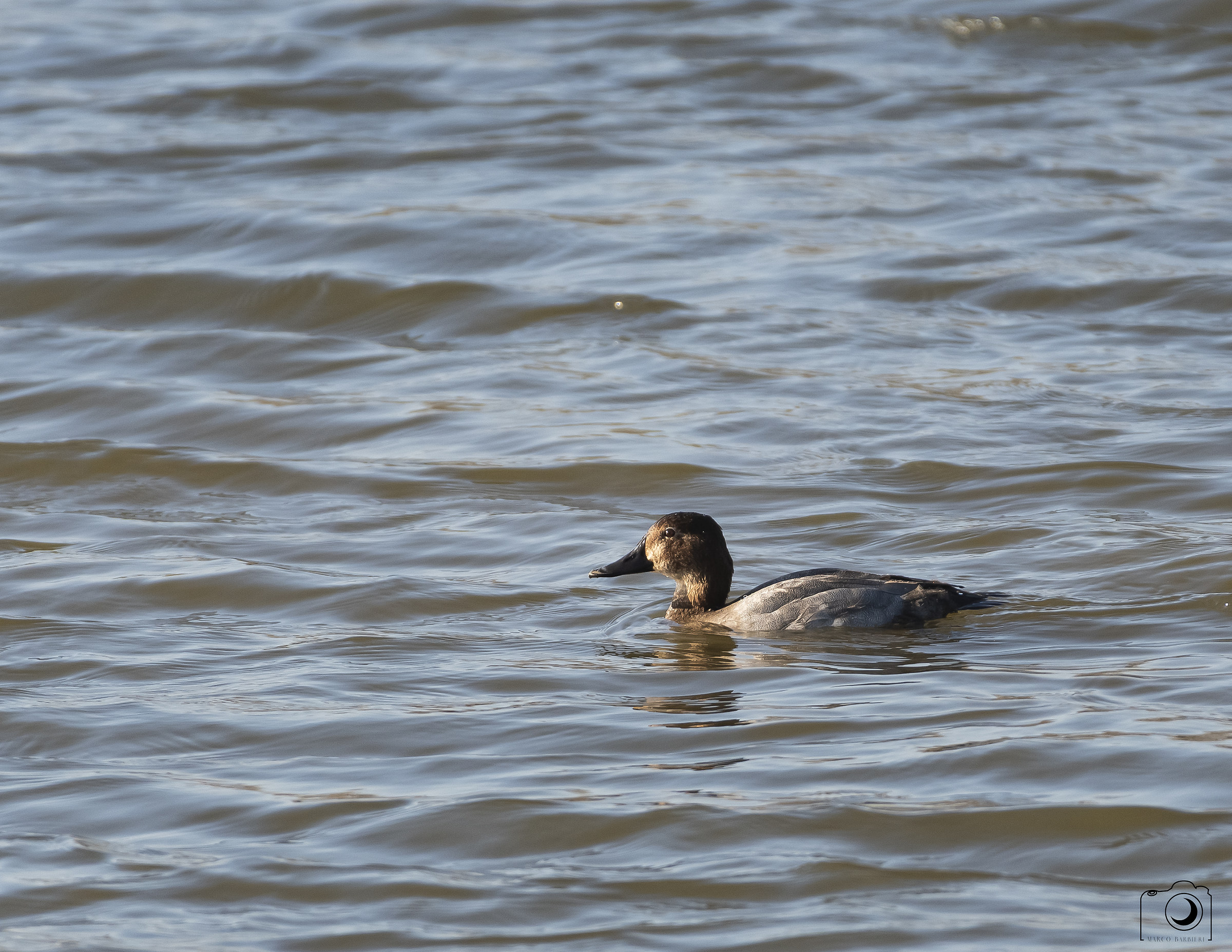 Femmina di moriglione