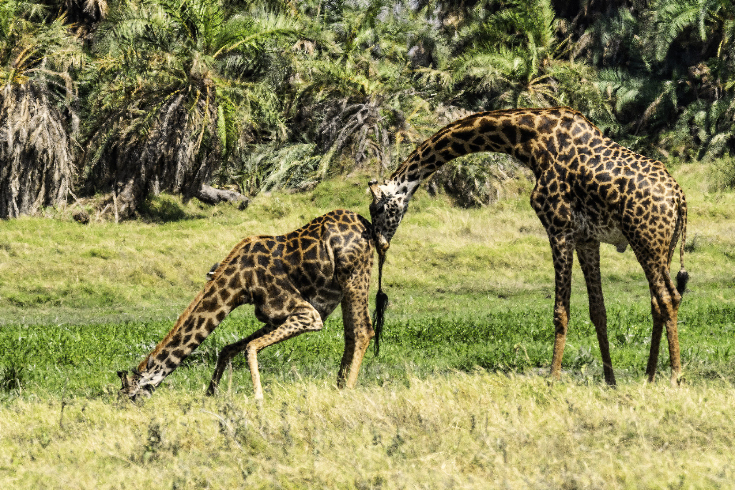 Giraffes at the drink, give me Help