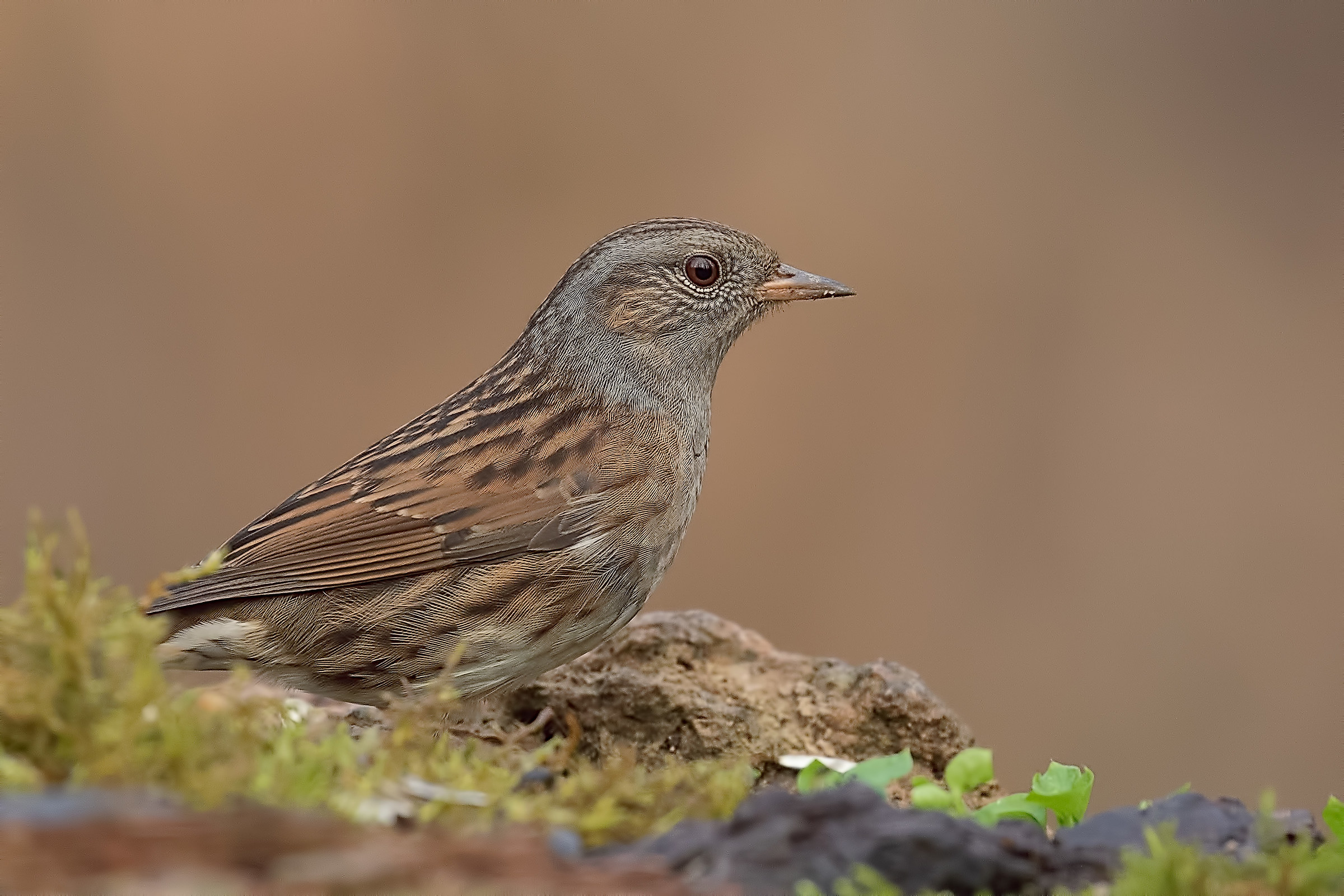 Passera Dunnock
