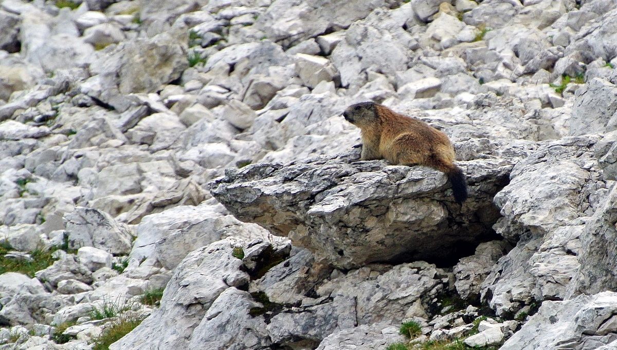 marmotta
