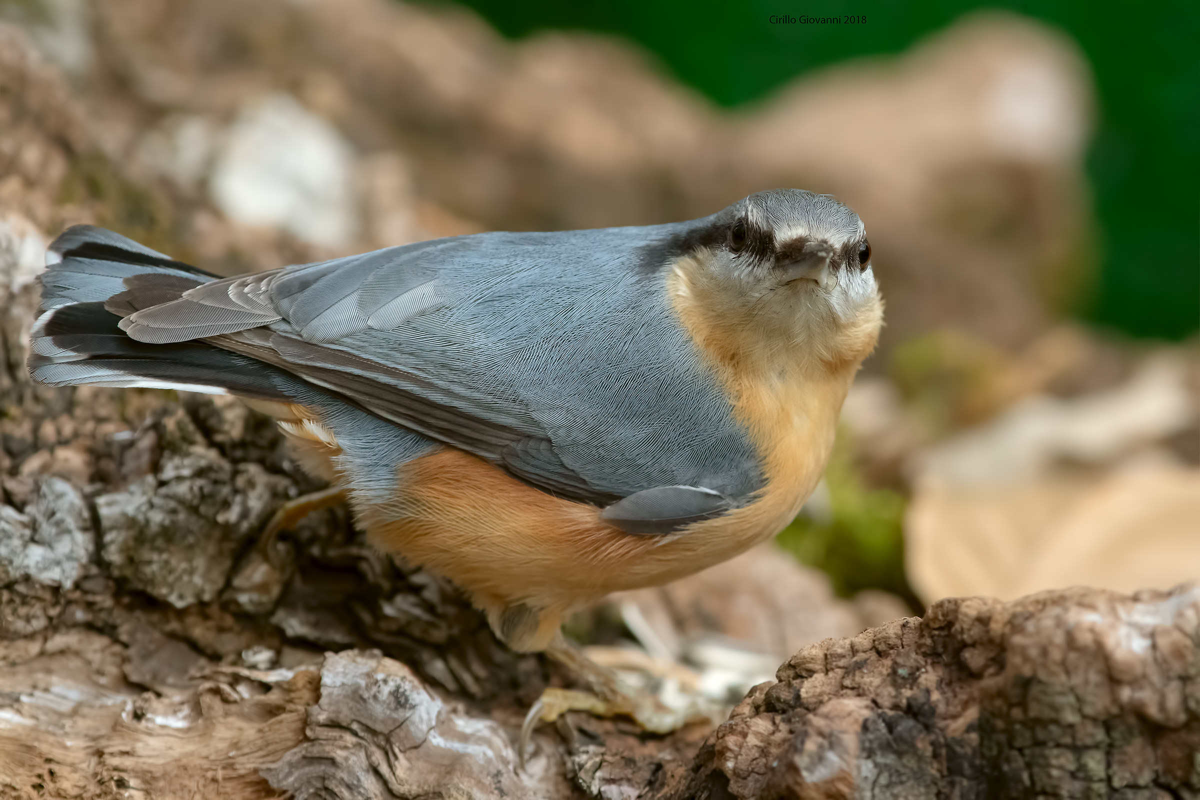 Nuthatch