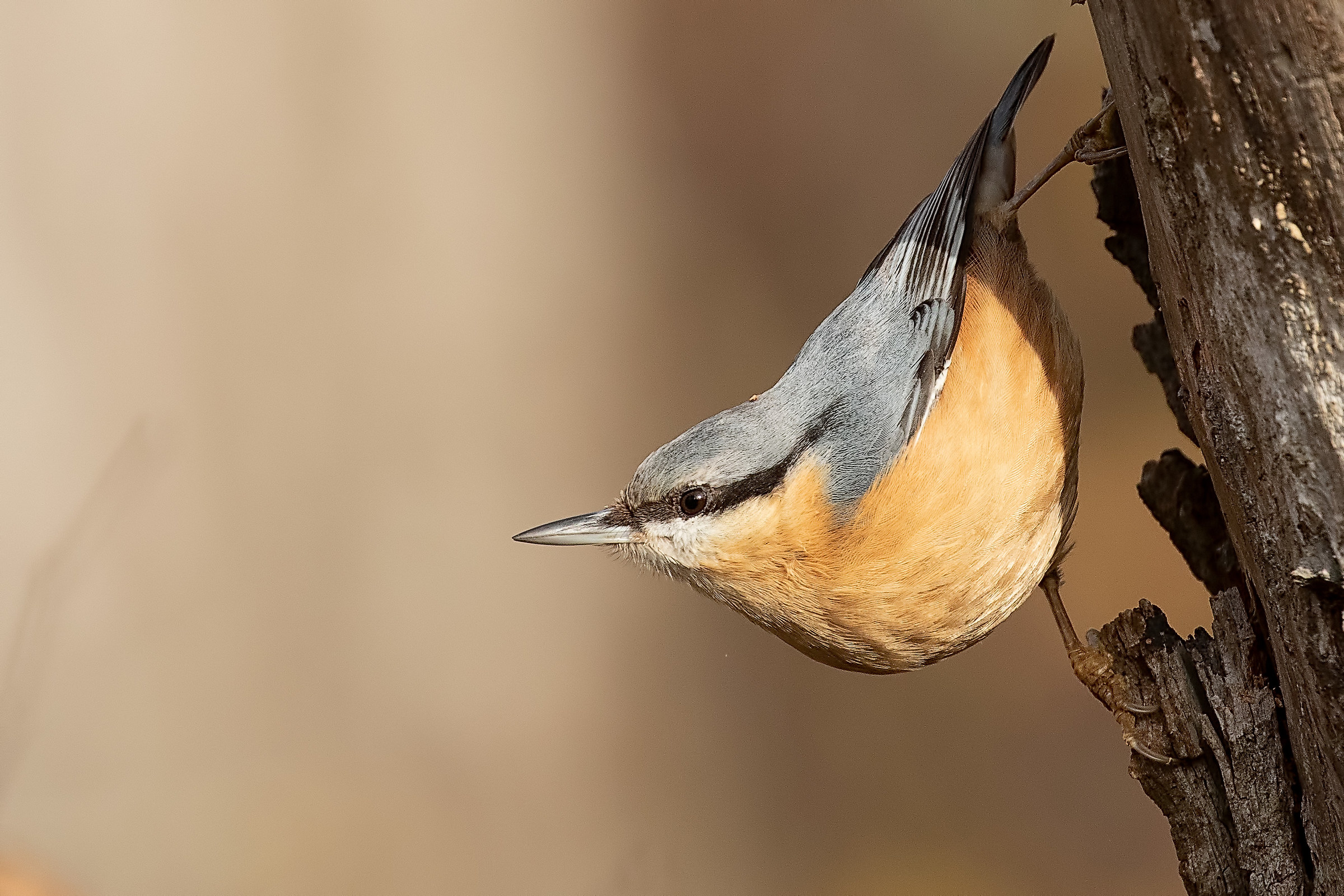 Nuthatch