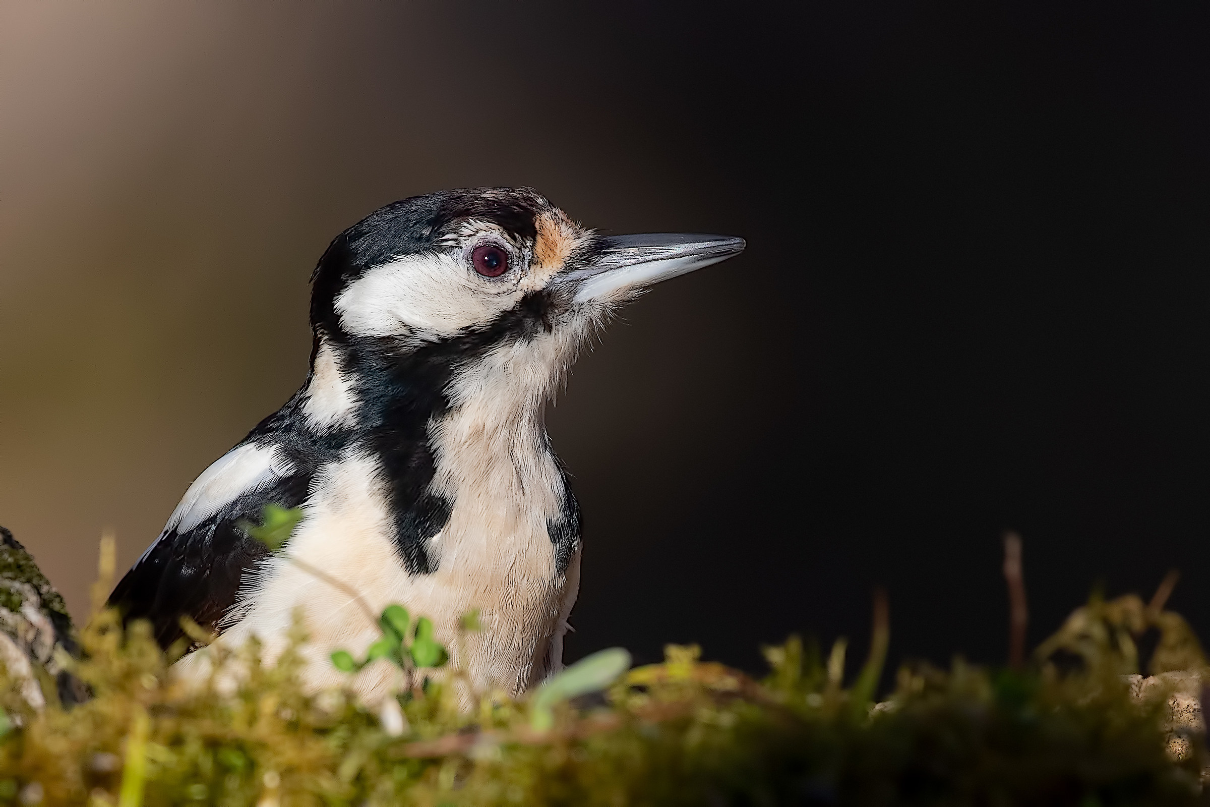 Red Woodpeckers Female