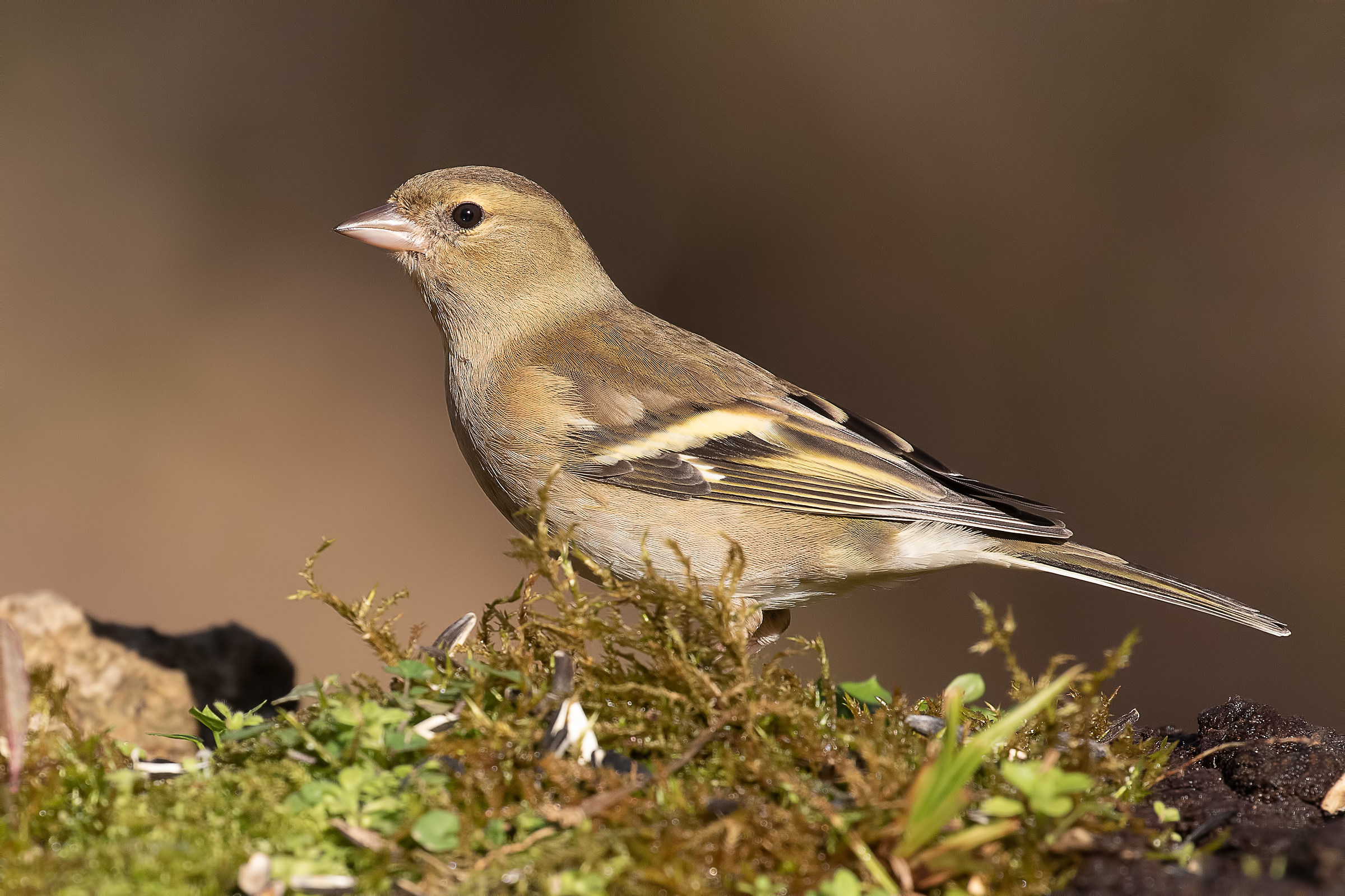 Female finches