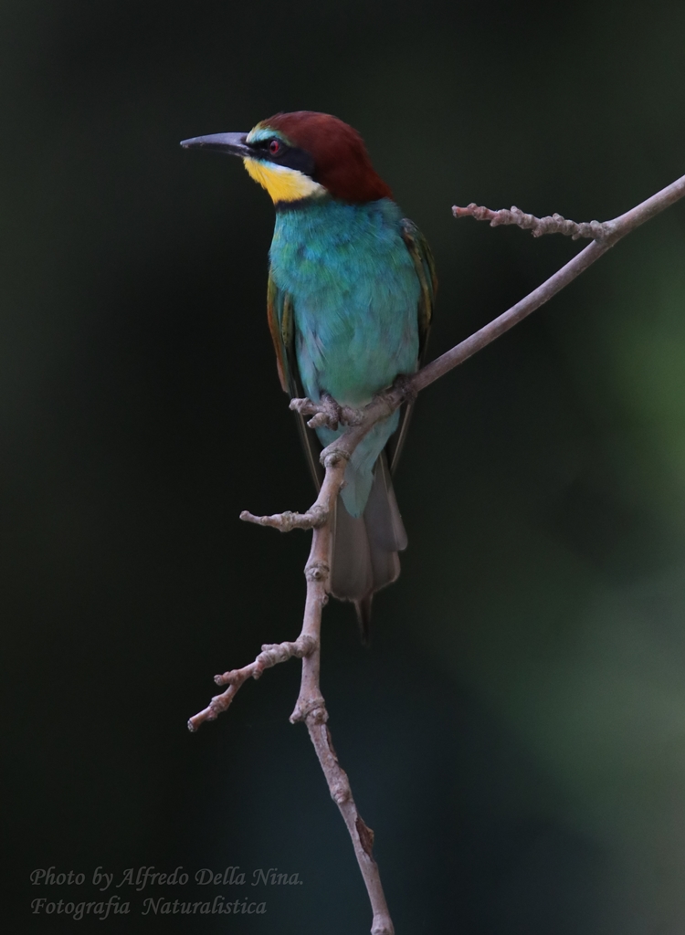 Bee-eater