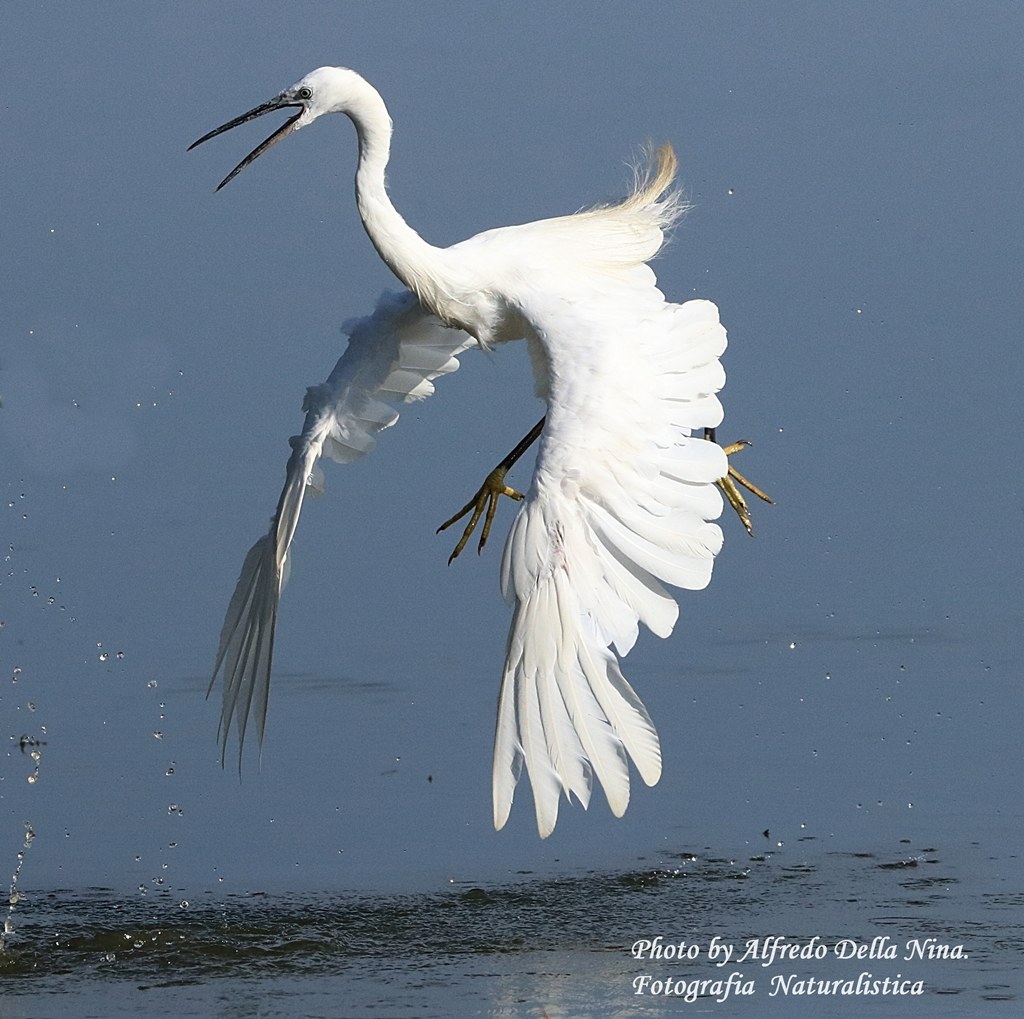 Egret