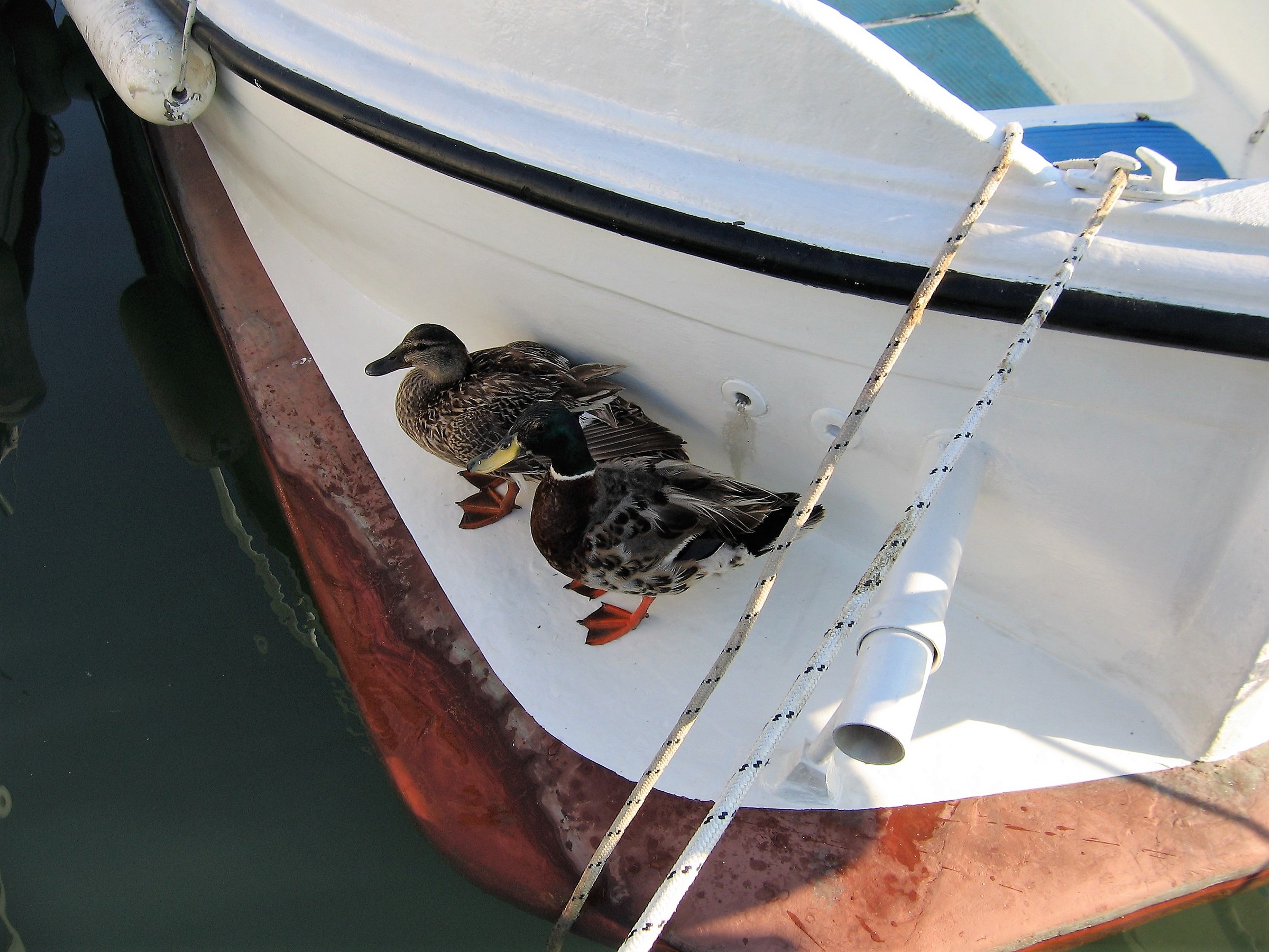 Birds at the Sea