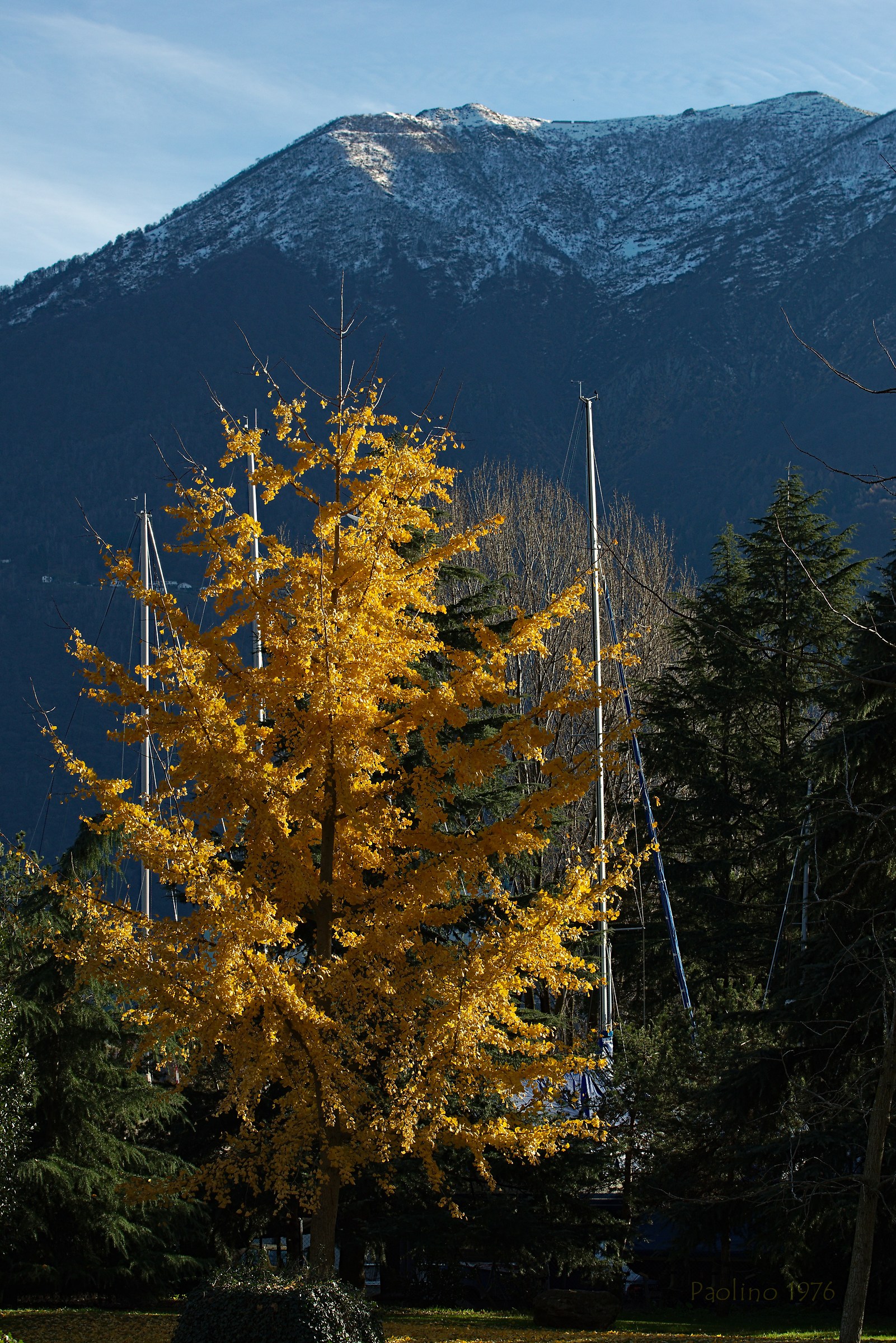 The Yellow Tree