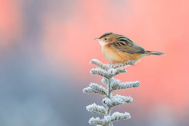 Cisticola juncidis