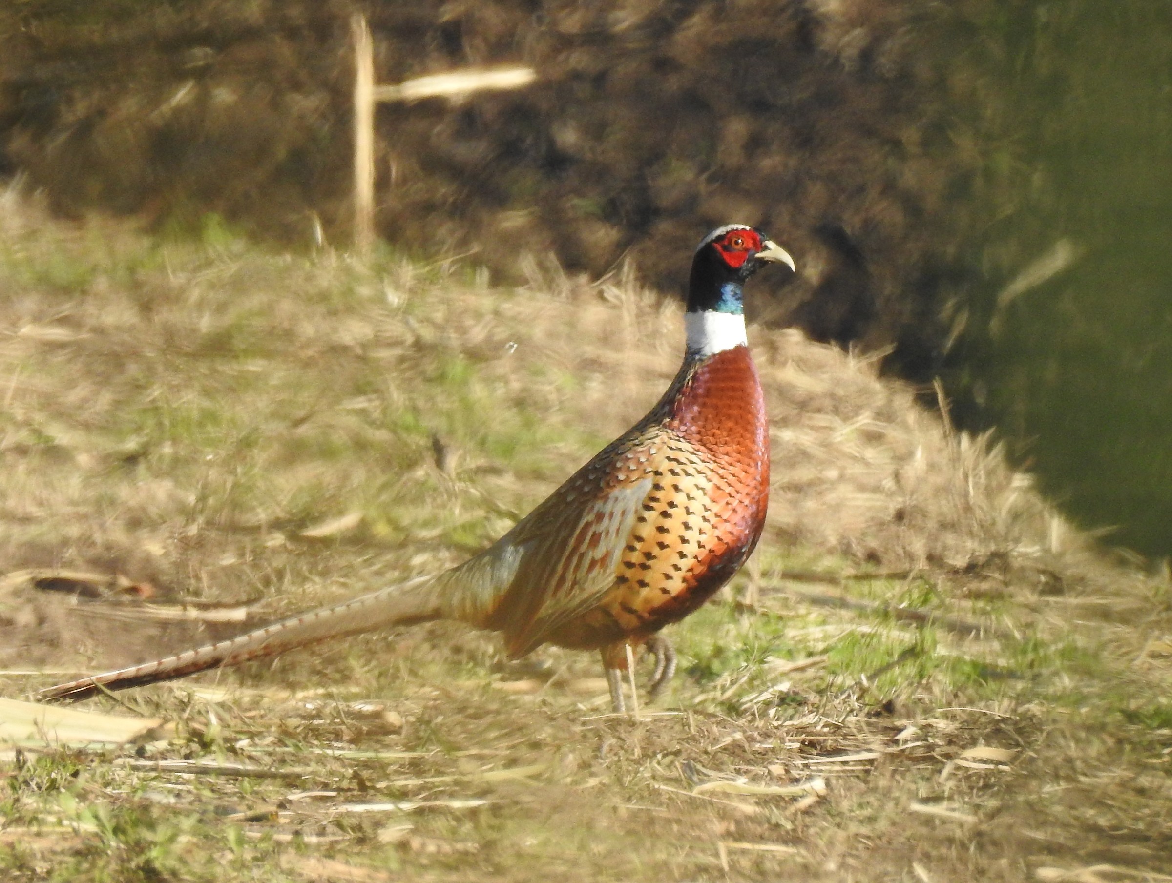 Pheasant Female