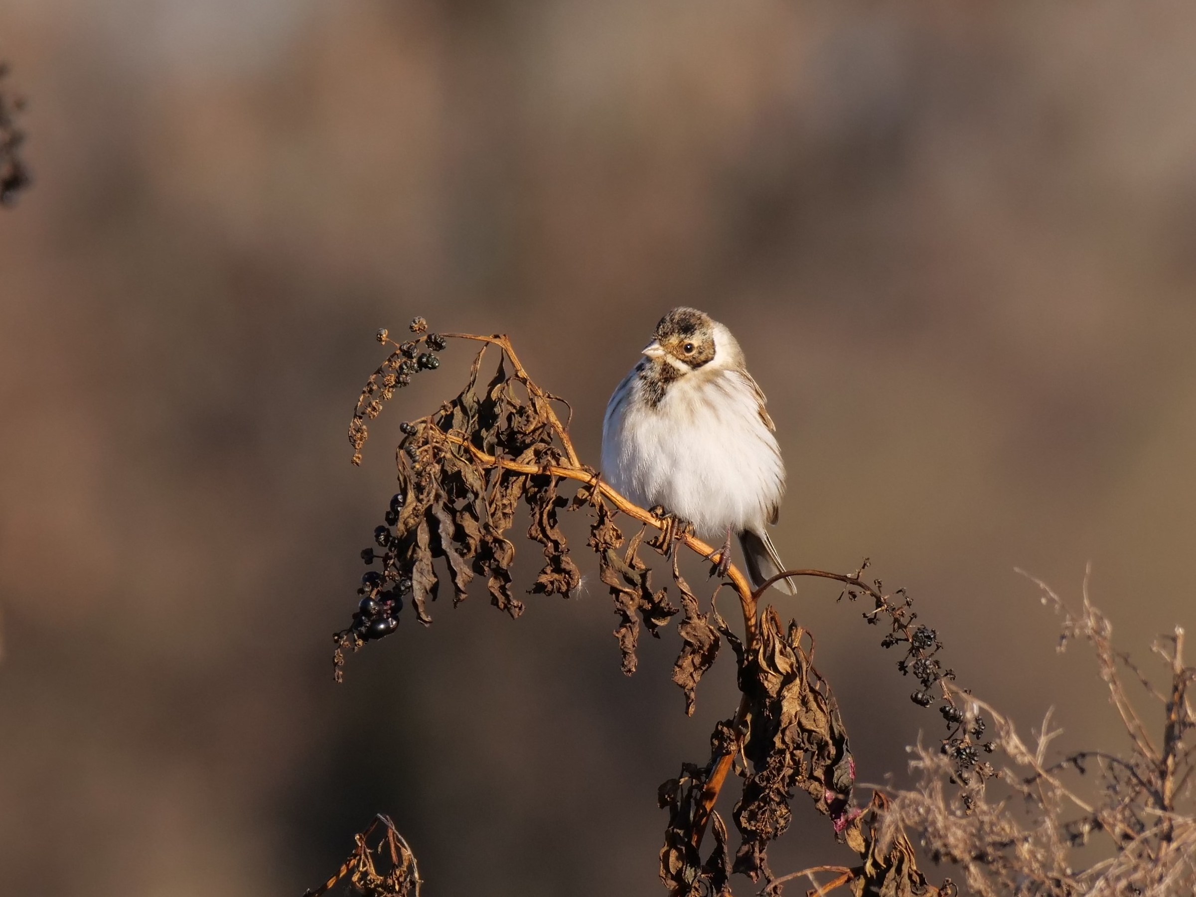 Migliarino di palude (Emberiza schoeniclus) femmina