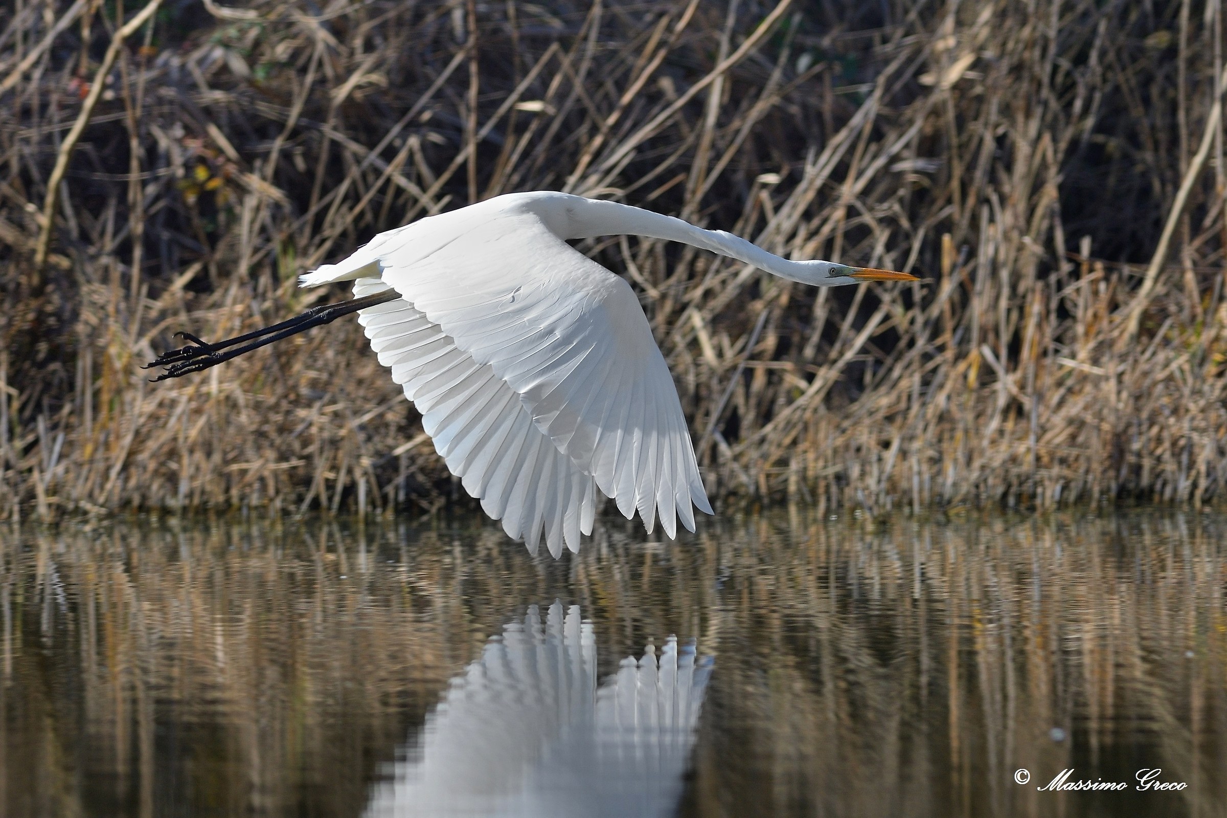 Greater White Heron